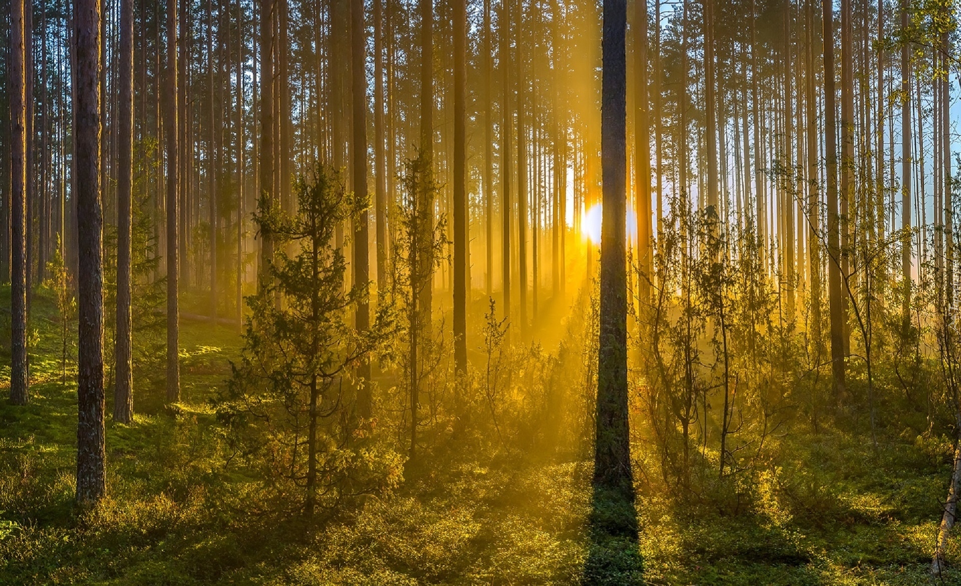 Las, Drzewa, Przebijające światło