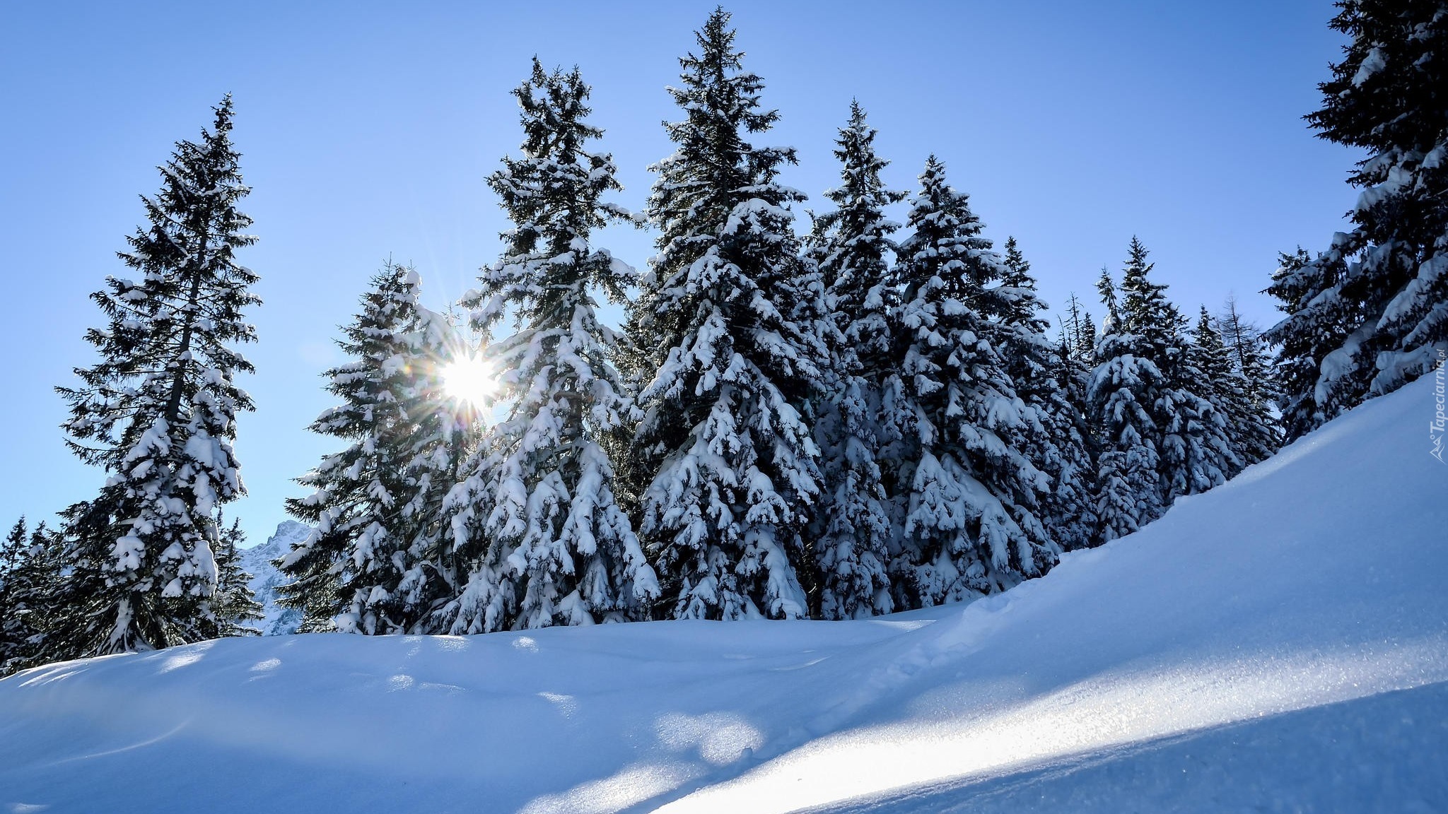 Zima, Drzewa, Świerki, Śnieg, Promienie słońca, Wzgórze