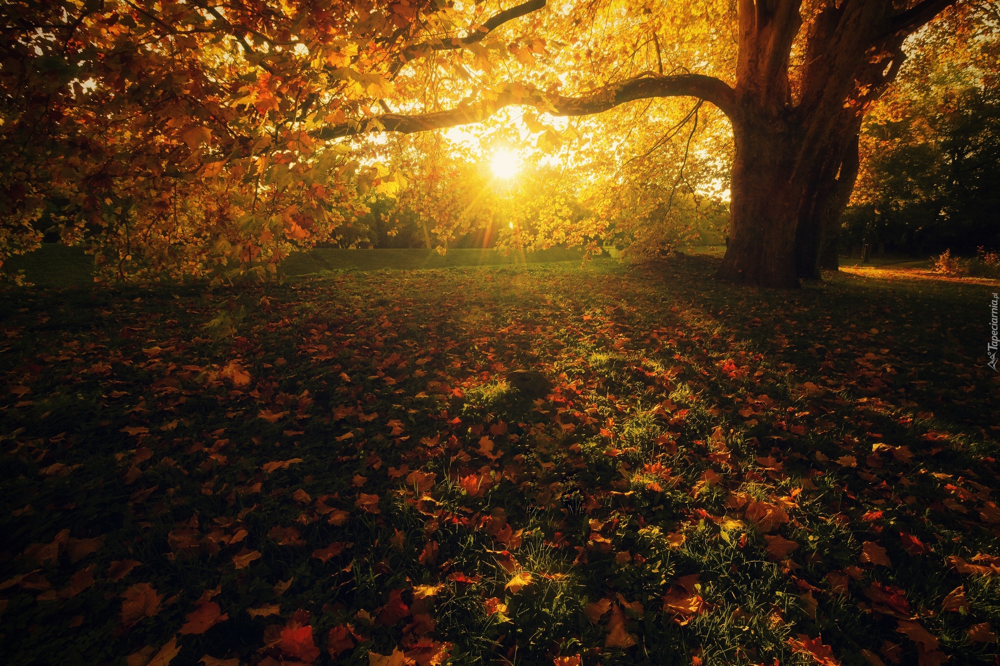 Park, Drzewa, Jesień, Liście, Promienie słońca