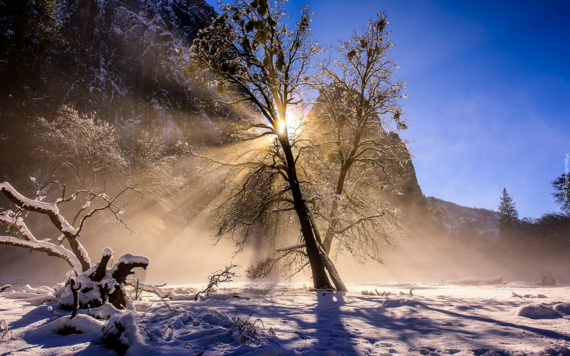 Zima, Śnieg, Góry, Drzewo, Przebijające światło, Słońce, Park Narodowy Yosemite, Kalifornia, Stany Zjednoczone