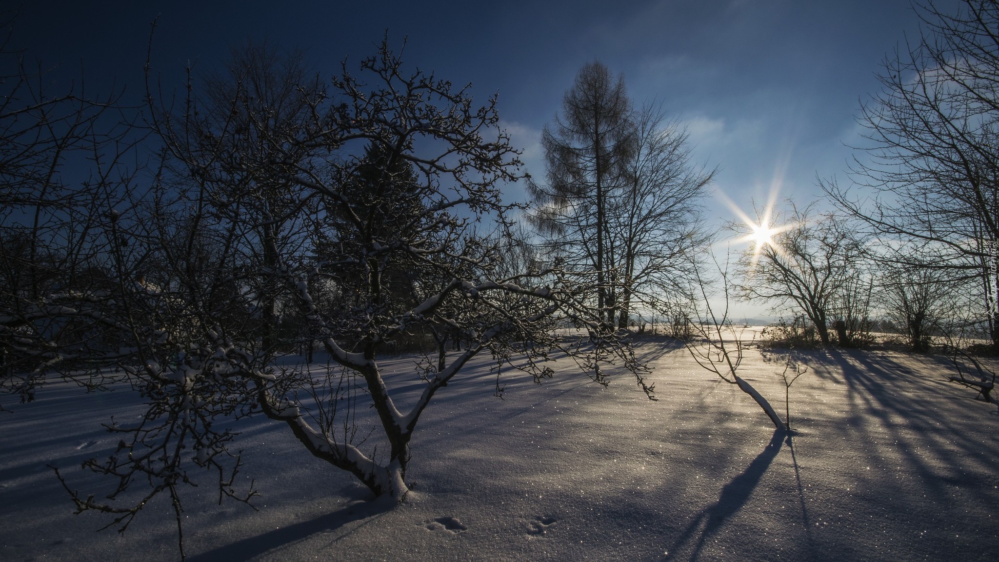 Zima, Śnieg, Drzewa, Promienie słońca