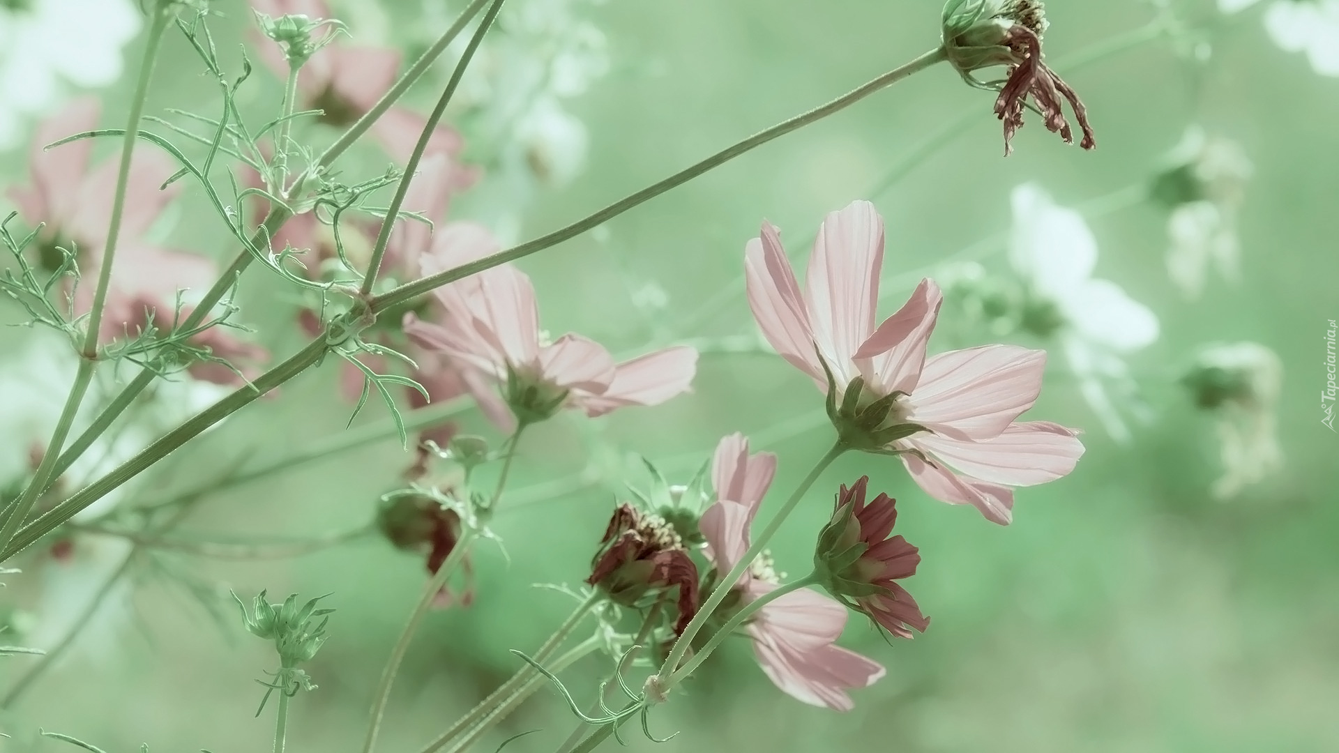 Kwiaty, Kosmea, Zielone tło