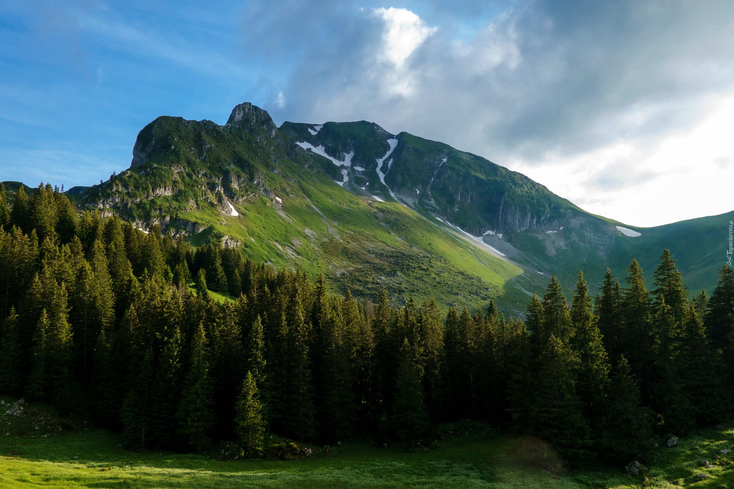 Szwajcaria, Kanton Berno, Przełęcz, Gurnigel Pass, Góry, Alpy, Las, Drzewa