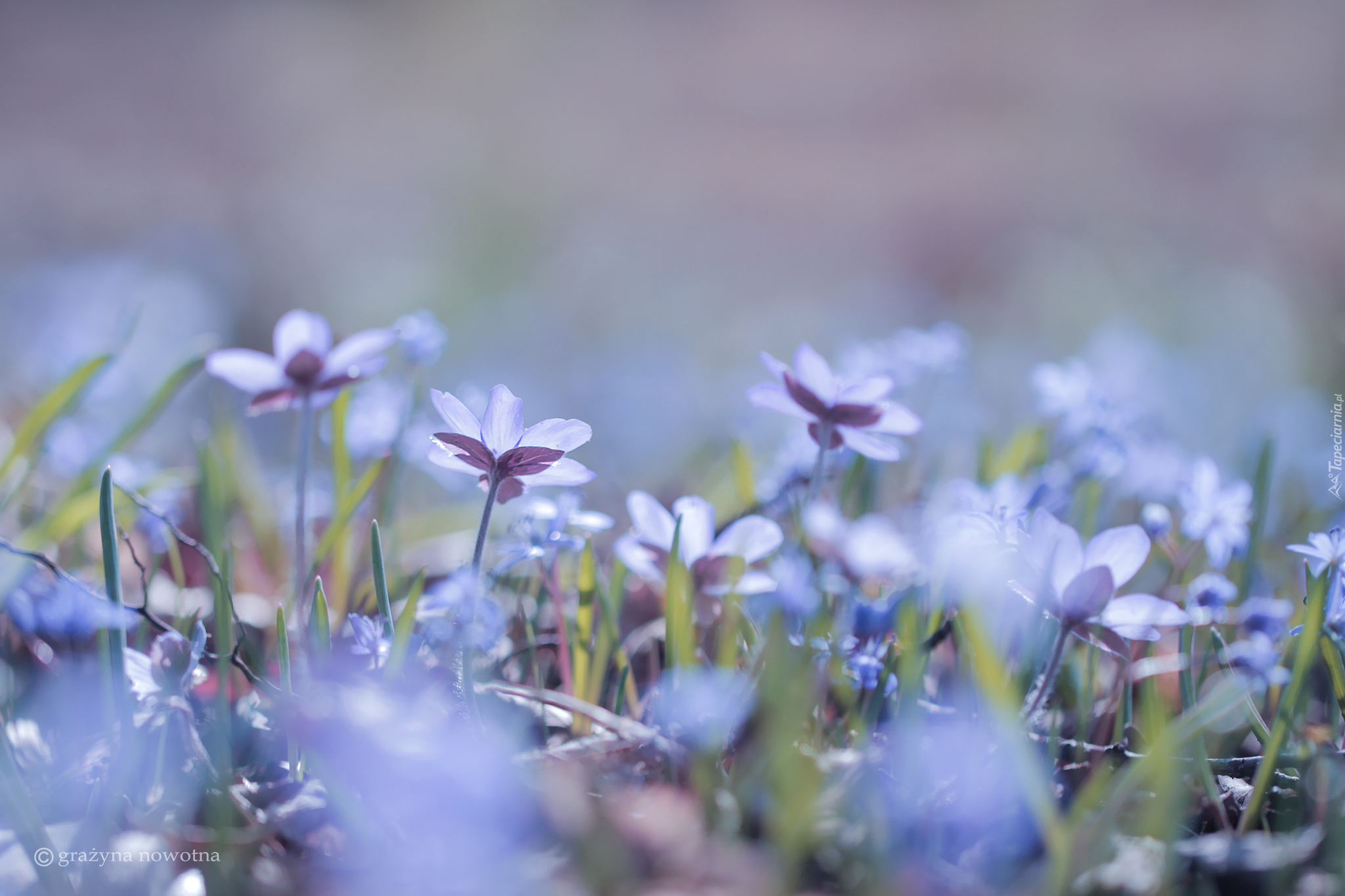 Niebieskie, Przylaszczki, Kwiaty