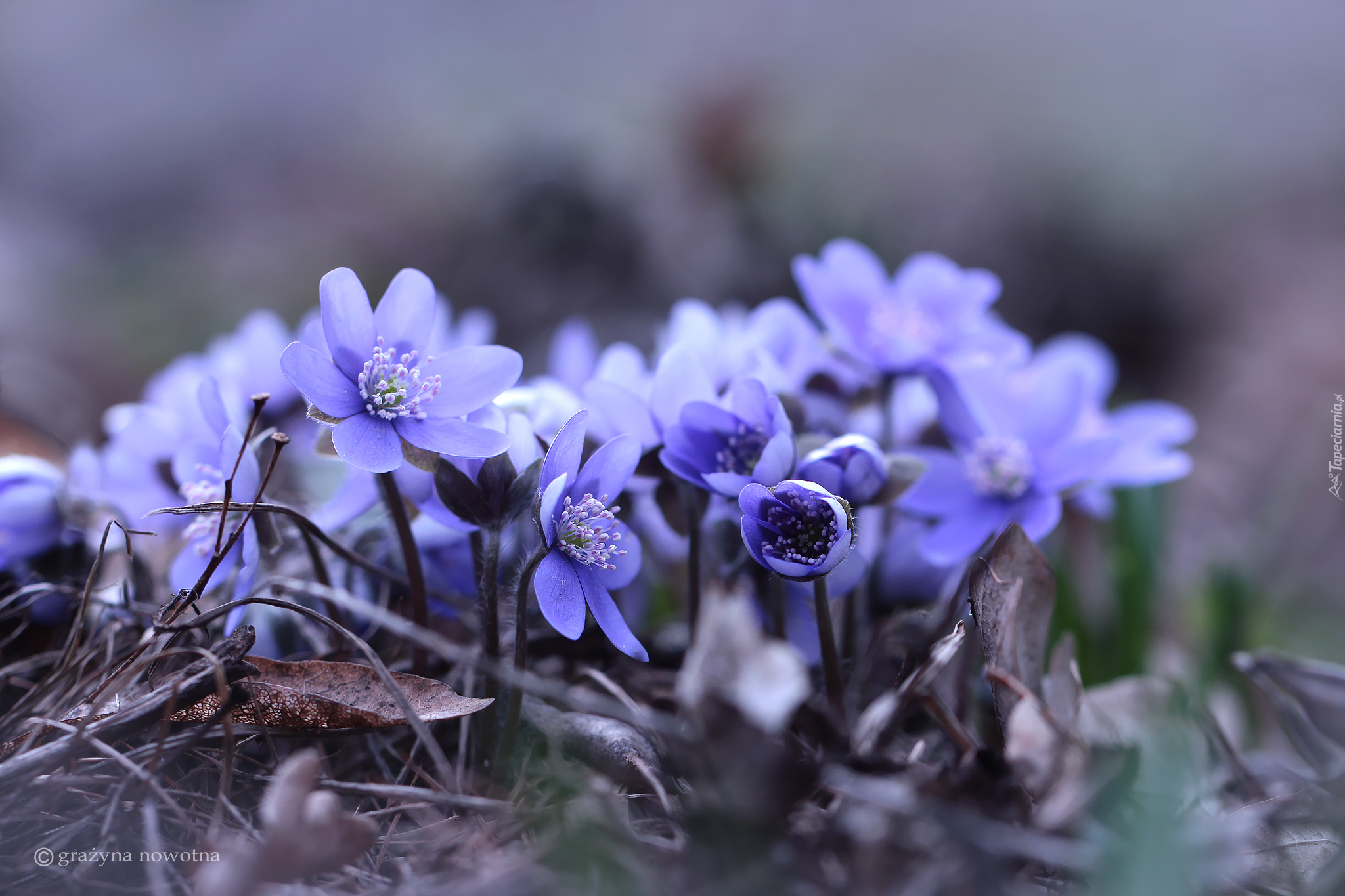 Przylaszczki, Niebieskie, Kwiaty
