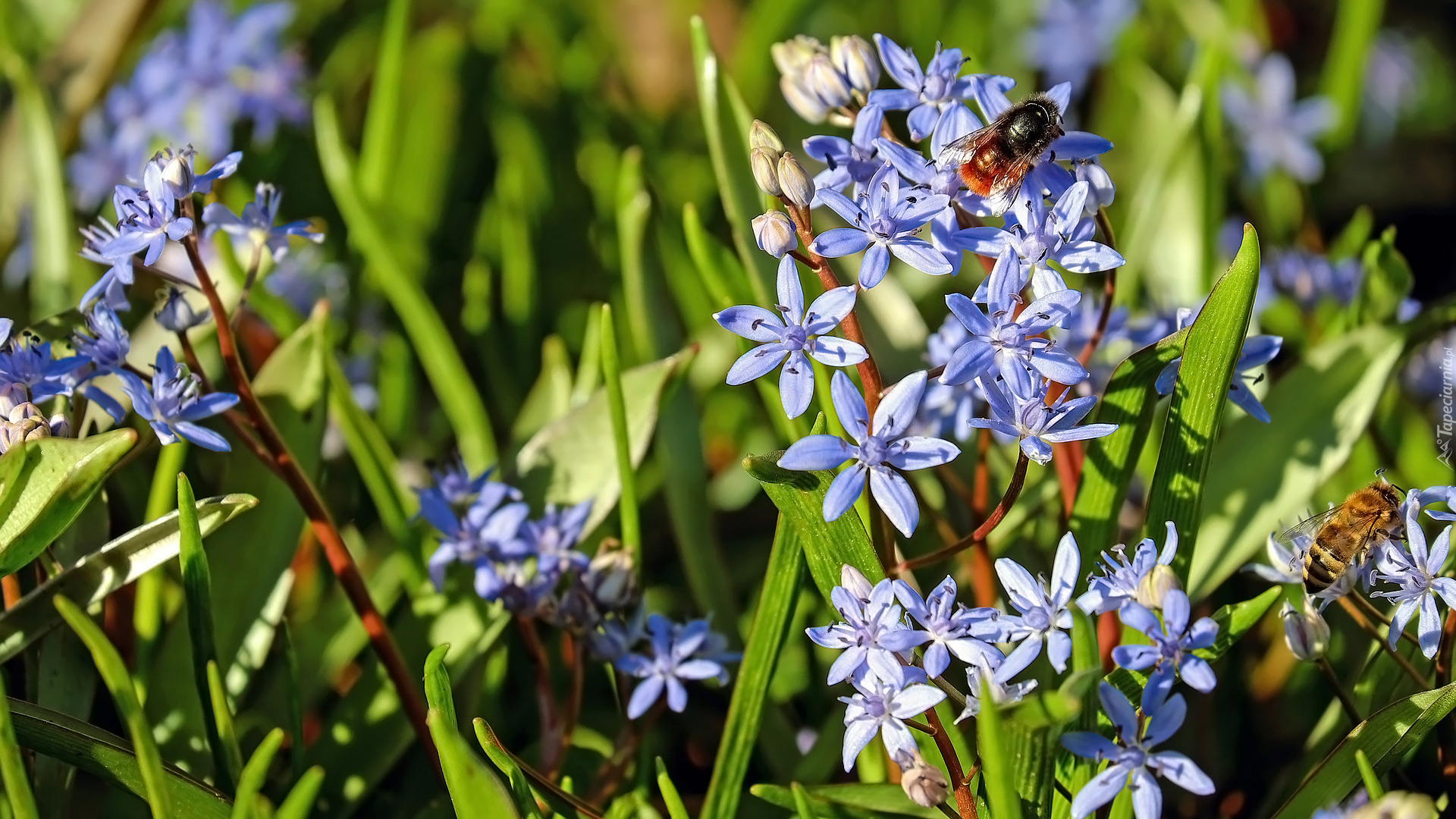 Kwiaty, Niebieskie, Cebulice, Owad, Pszczoła