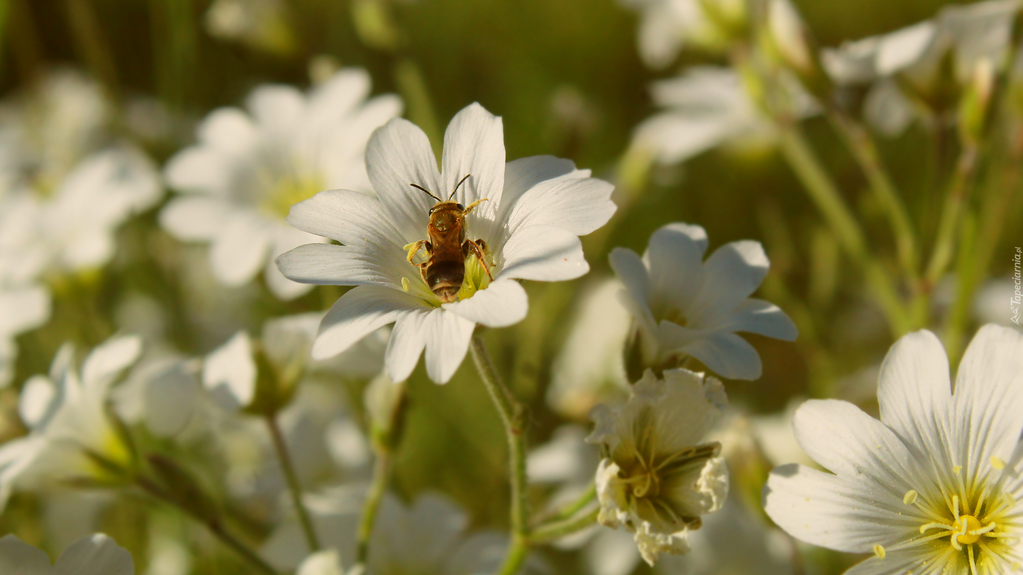 Białe, Kwiaty, Rogownica, Owad, Pszczoła, Zbliżenie