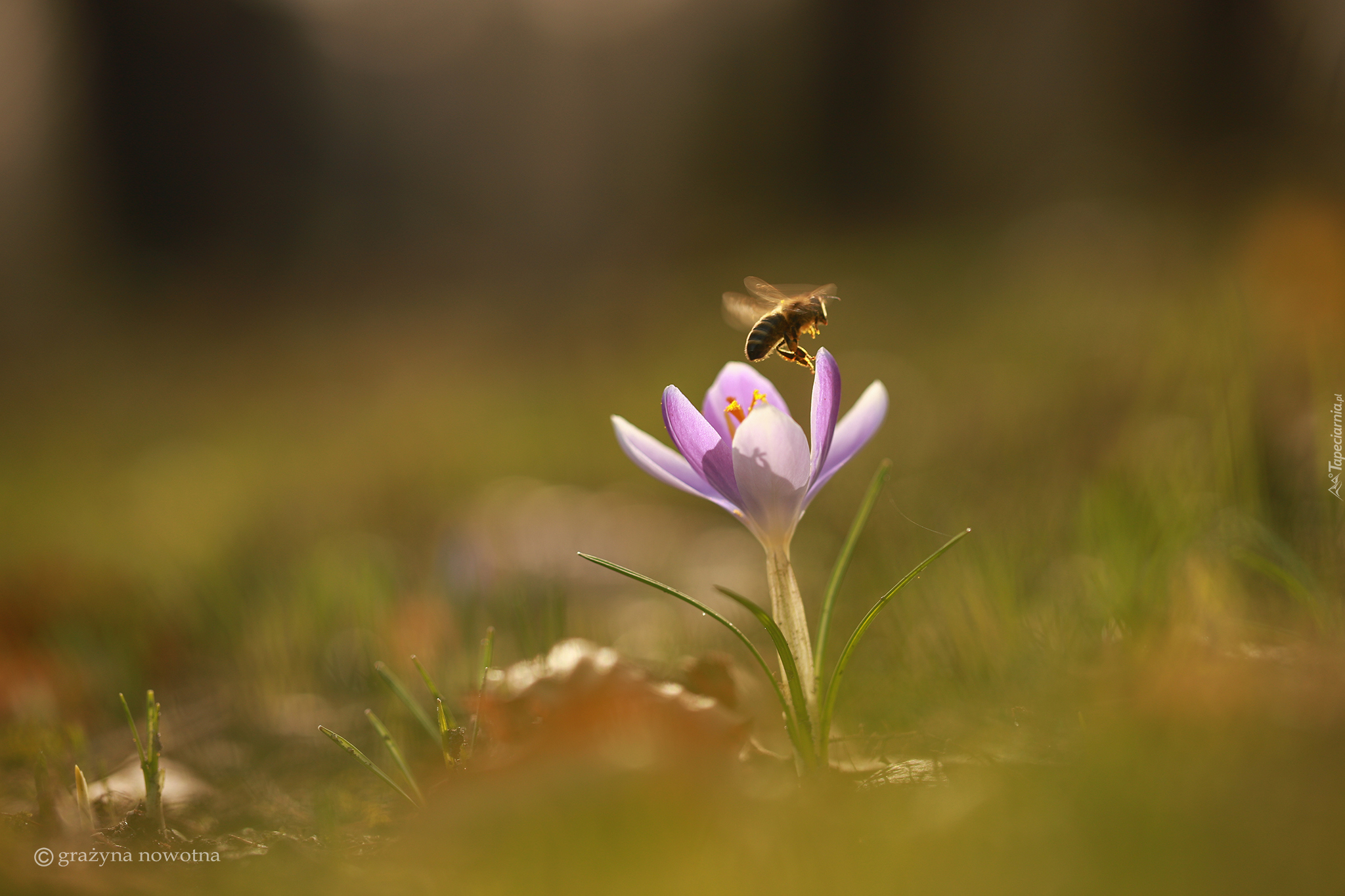 Liliowy, Krokus, Pszczoła