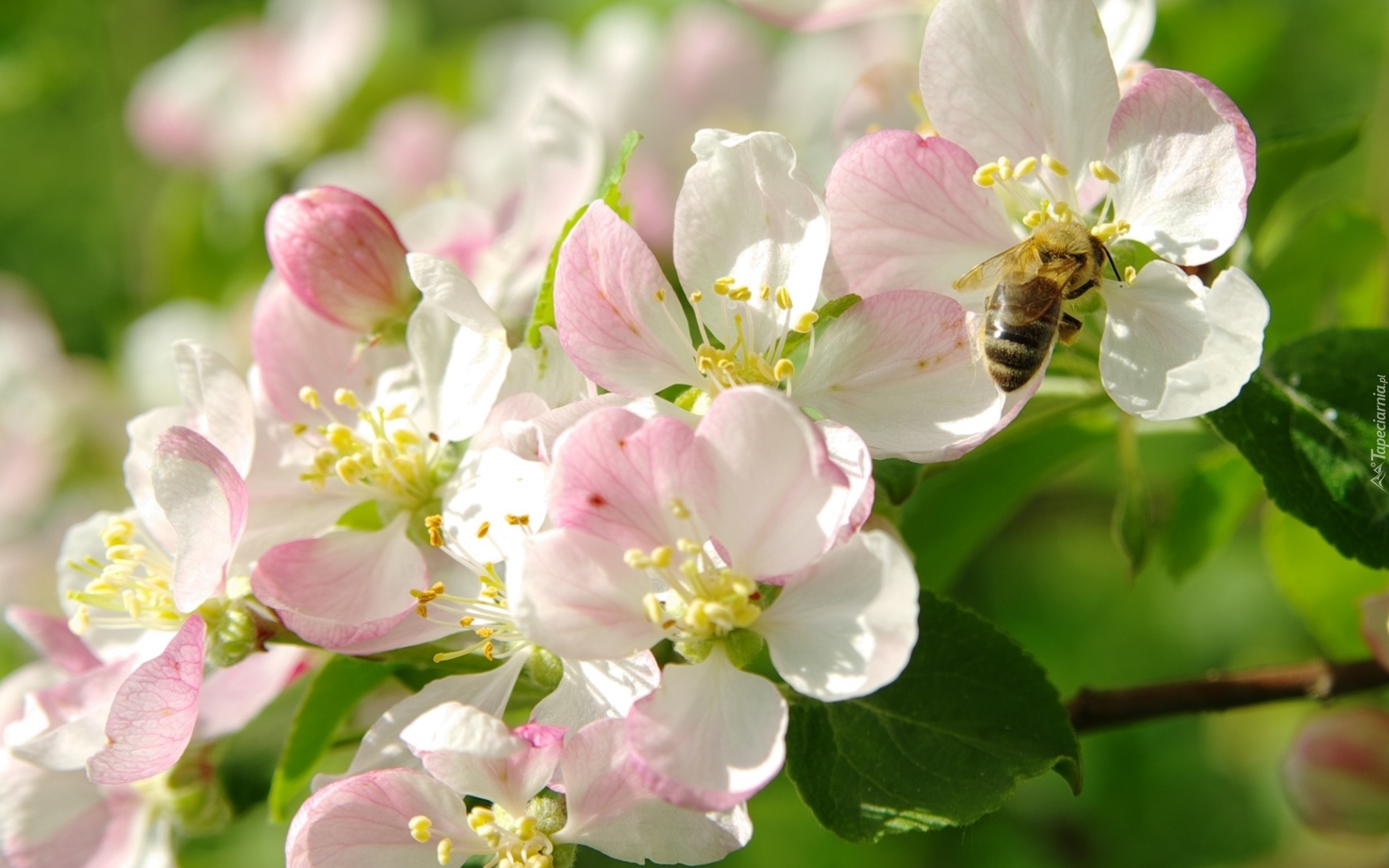 Drzewo owocowe, Jabłoń, Pszczoła, Wiosna