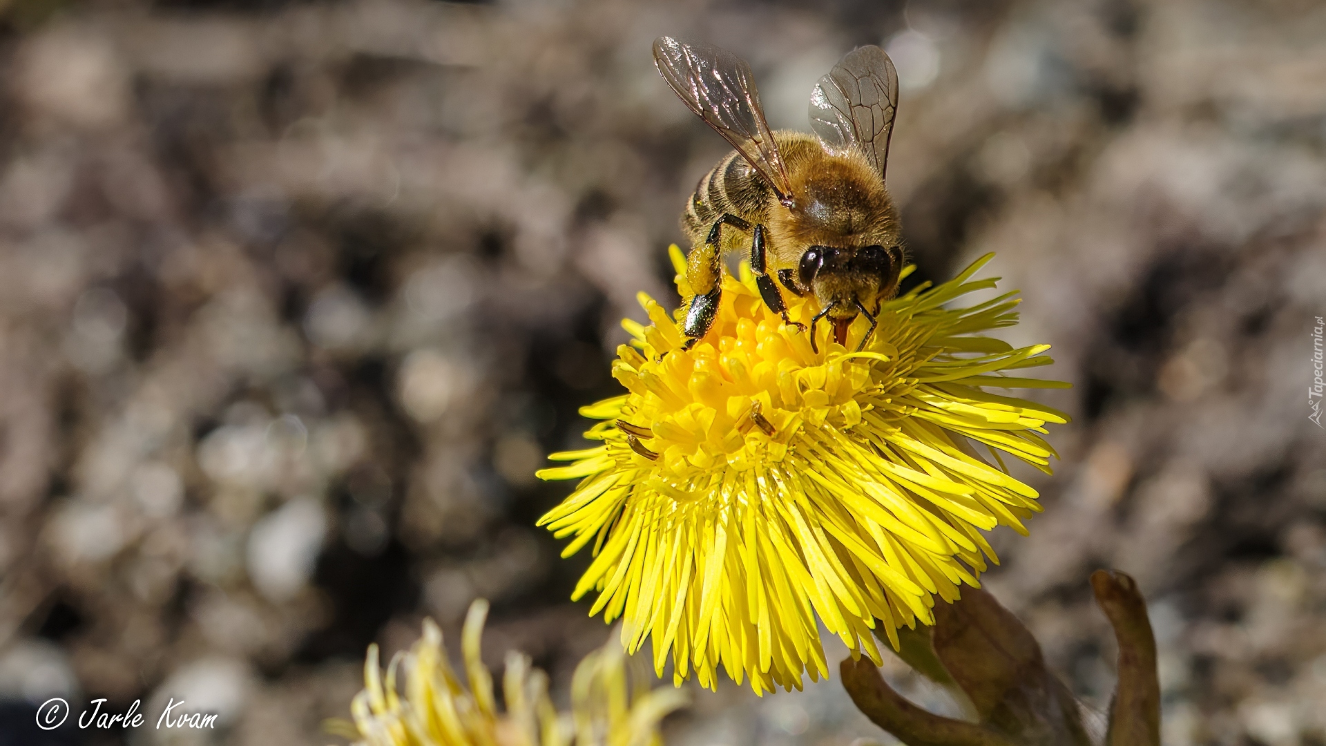 Pszczoła, Żółty, Kwiat, Zbliżenie