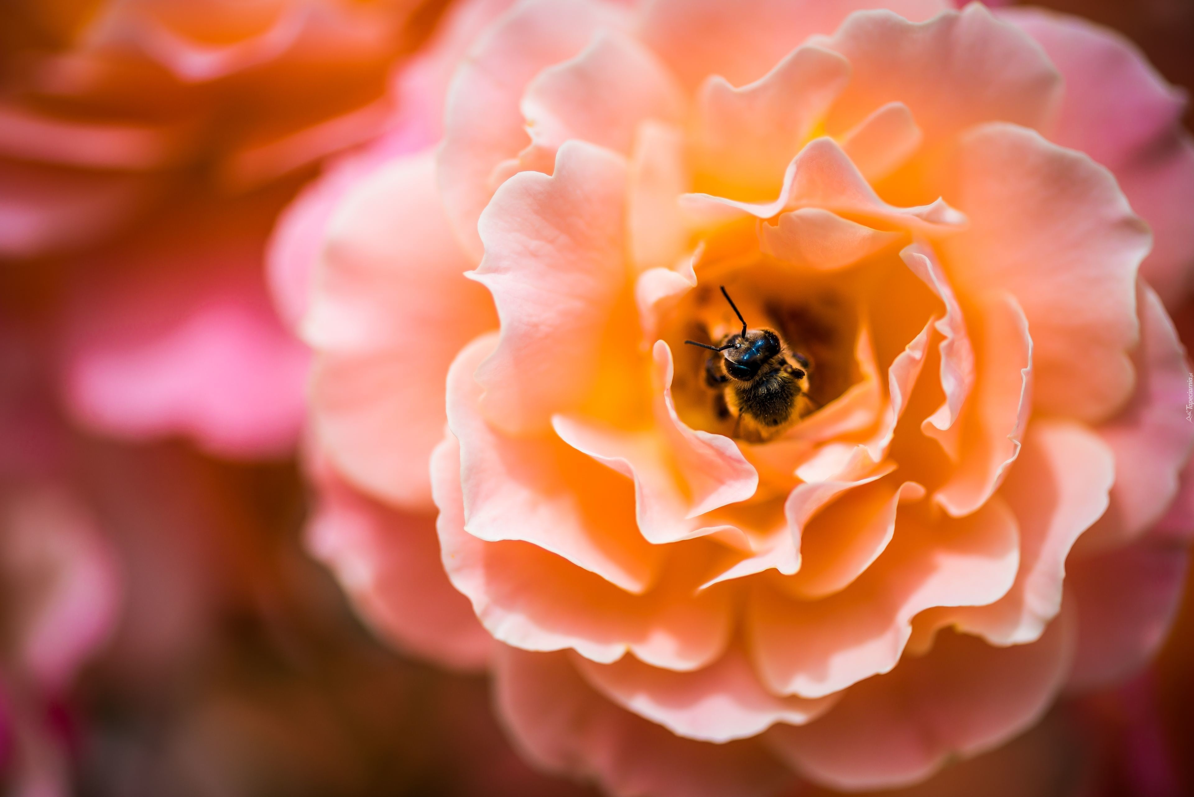 Kwiat, Róża, Pszczoła