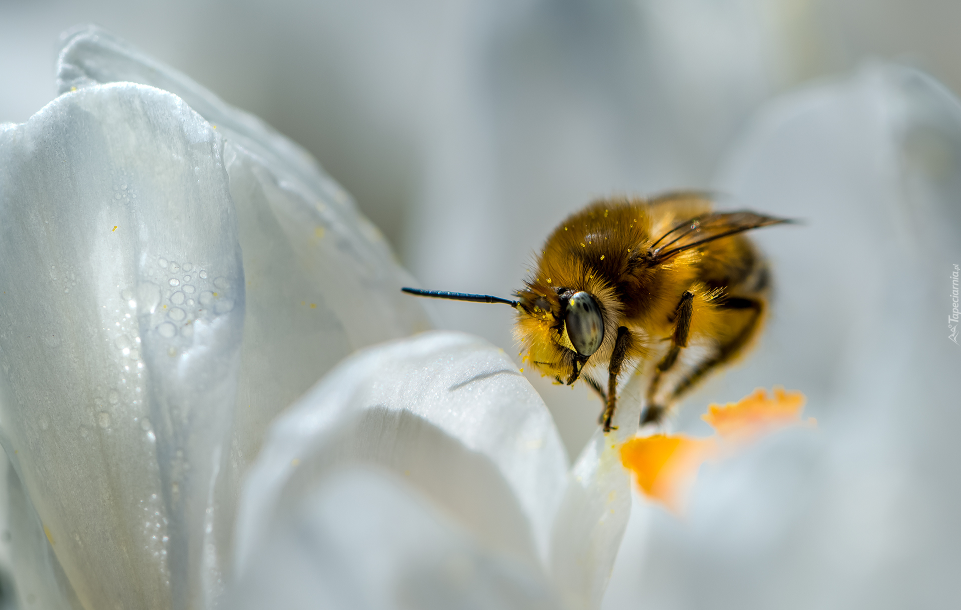 Pszczoła, Biały, Kwiat, Makro