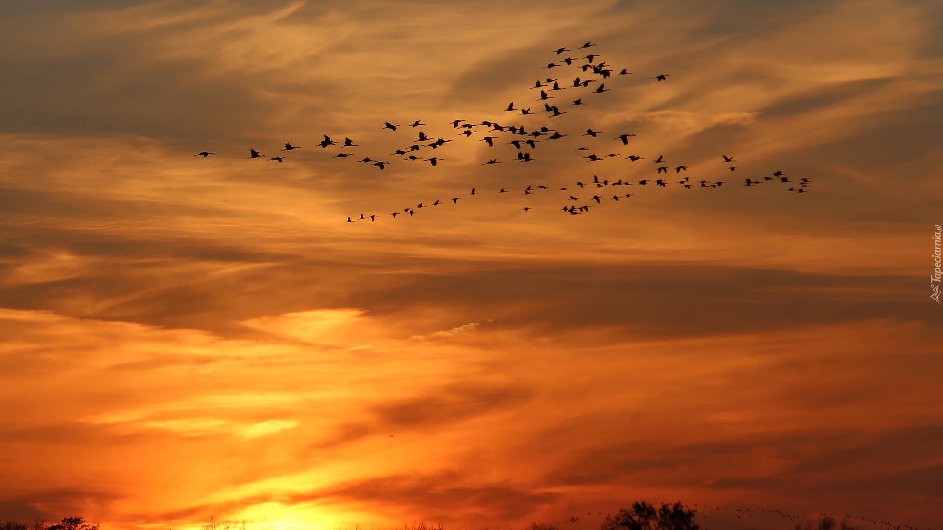 Zachód słońca, Niebo, Ptaki