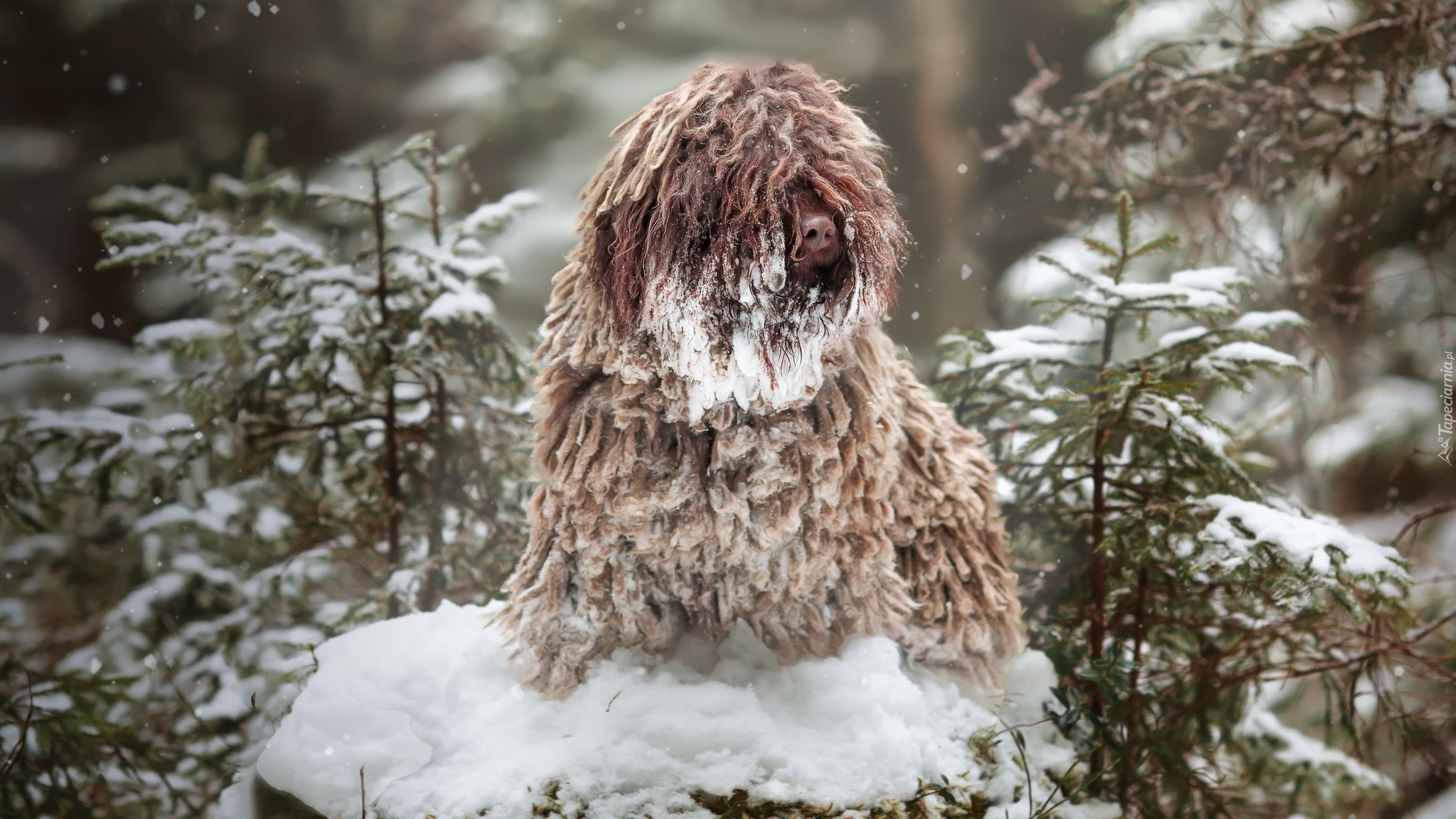 Pies, Puli, Śnieg