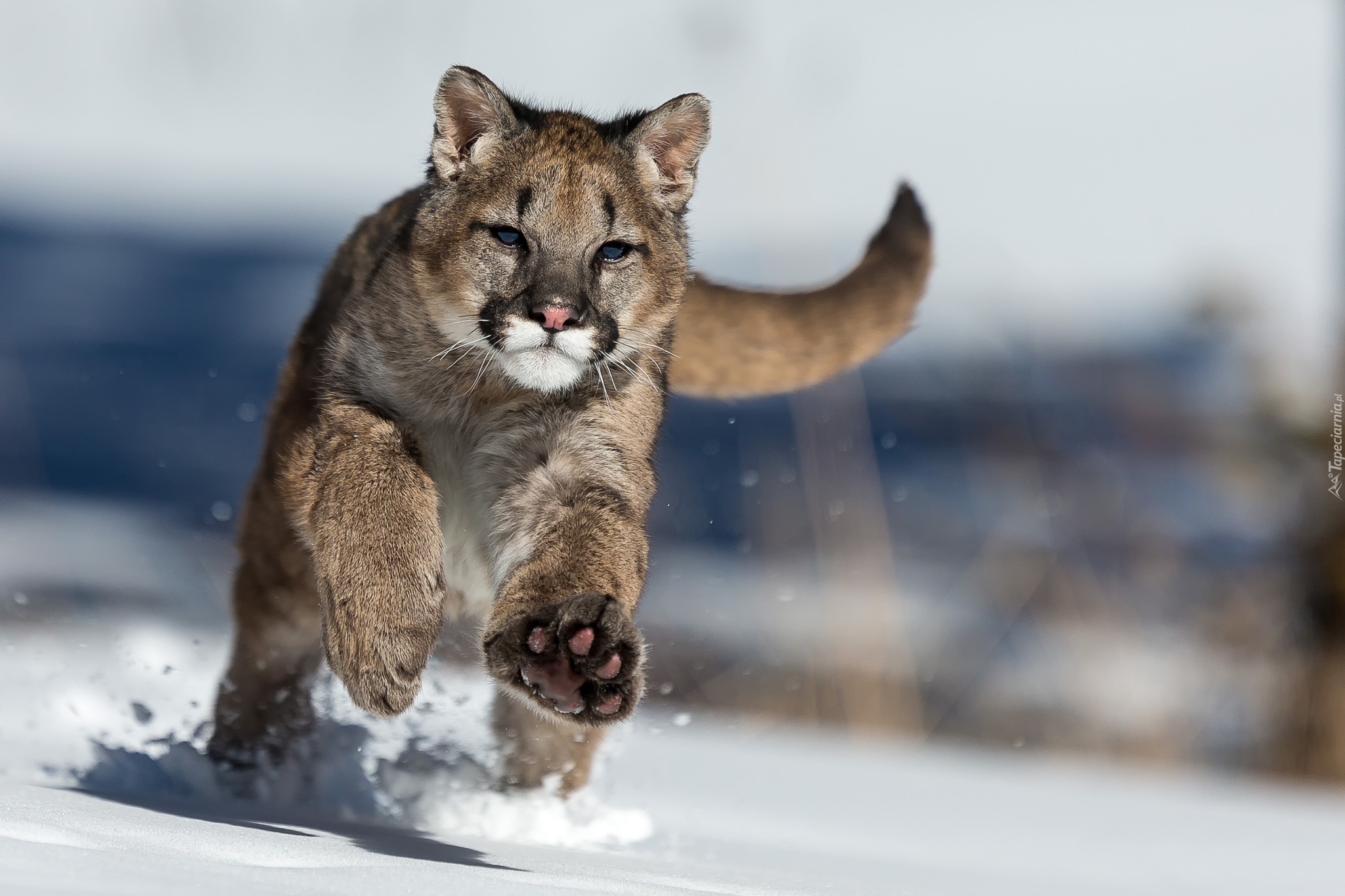 Biegnąca, Puma, Śnieg