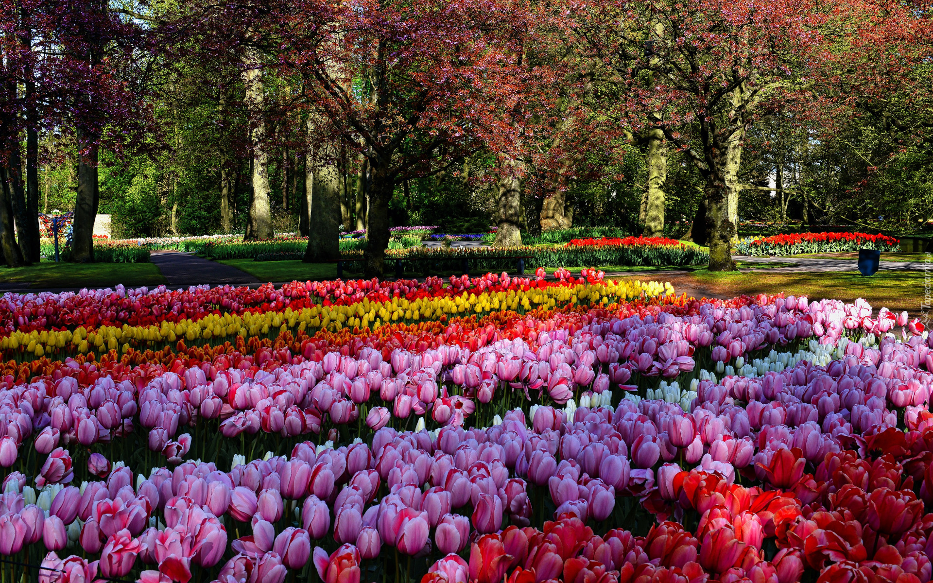 Park, Różowe, Czerwone, Żółte, Tulipany, Drzewa, Wiosna