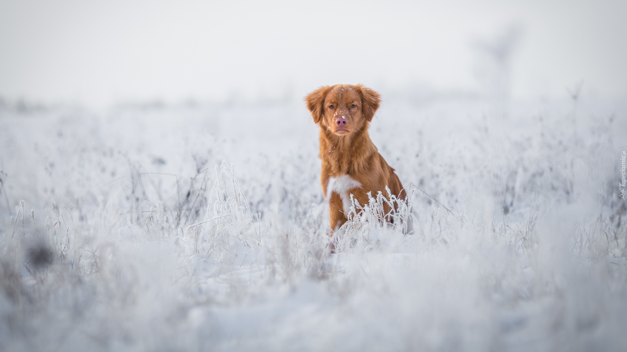 Pies, Retriever z Nowej Szkocji, Śnieg