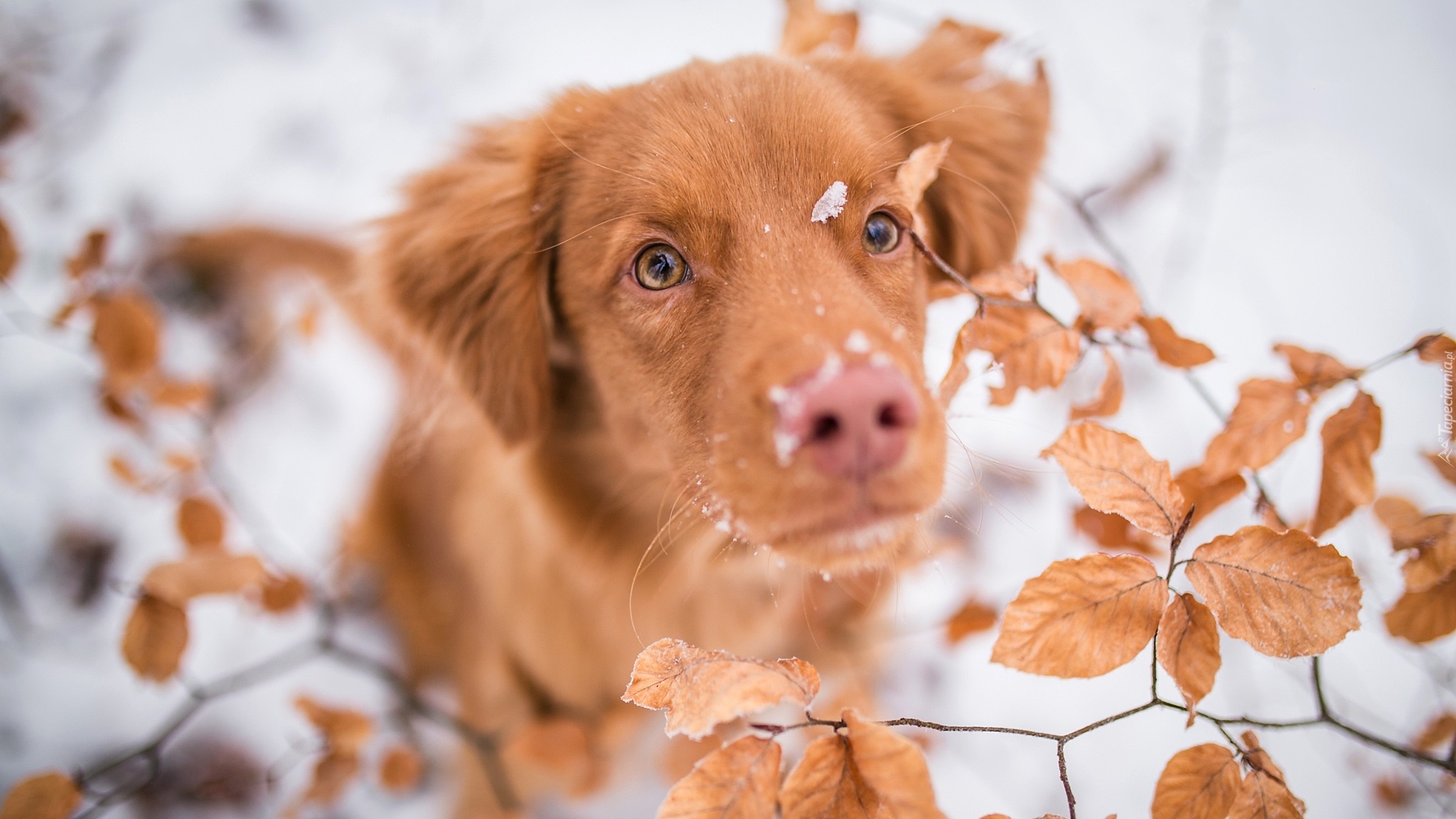 Pies, Retriever z Nowej Szkocji, Mordka, Liście, Śnieg