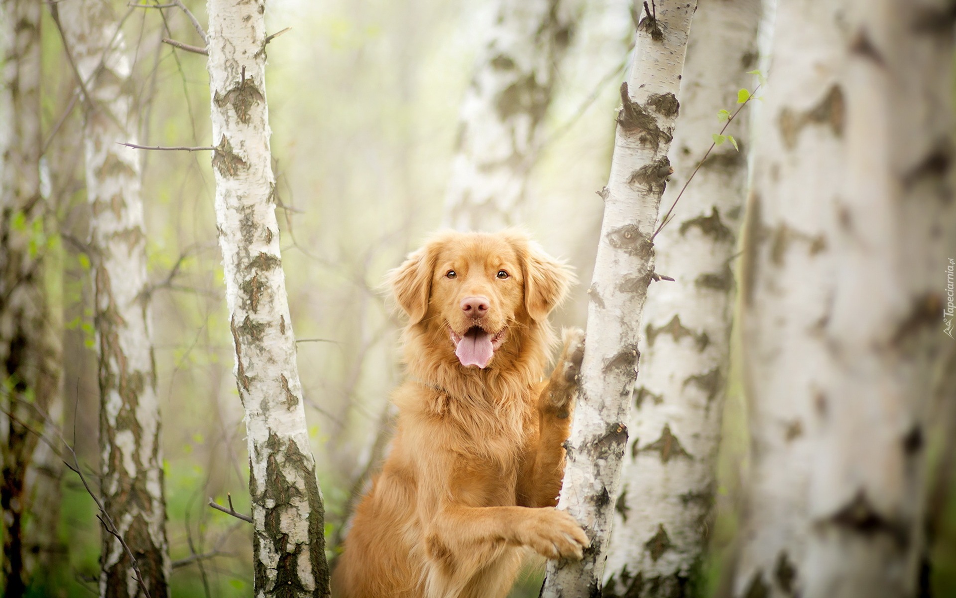 Retriever z Nowej Szkocji, Brzozy