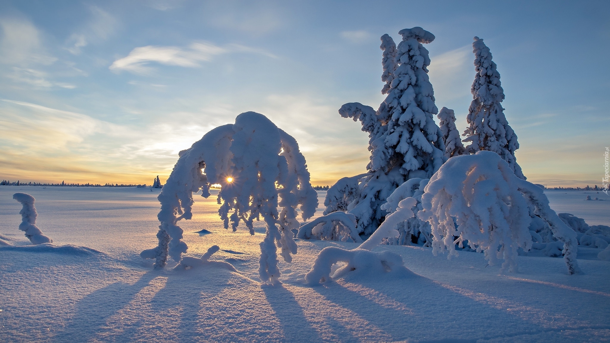 Szwecja, Laponia, Płaskowyż Blaikfjäll, Rezerwat przyrody Blaikfjäll, Zachód słońca, Zima, Ośnieżone, Drzewa