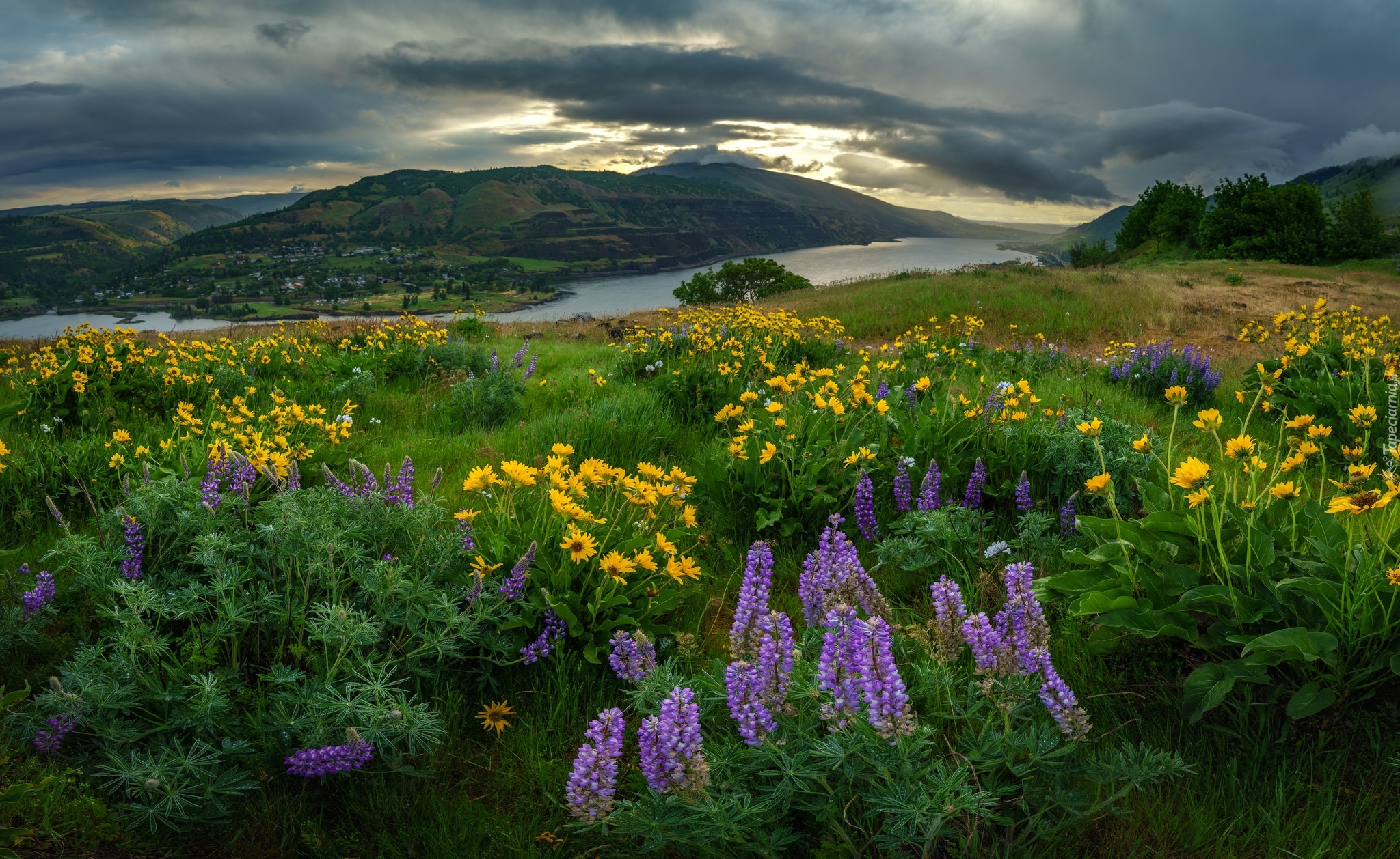 Rezerwat przyrody Columbia River Gorge, Wzgórza, Łąka, Kwiaty, Łubin, Rzeka, Góry, Stan Oregon, Stany Zjednoczone