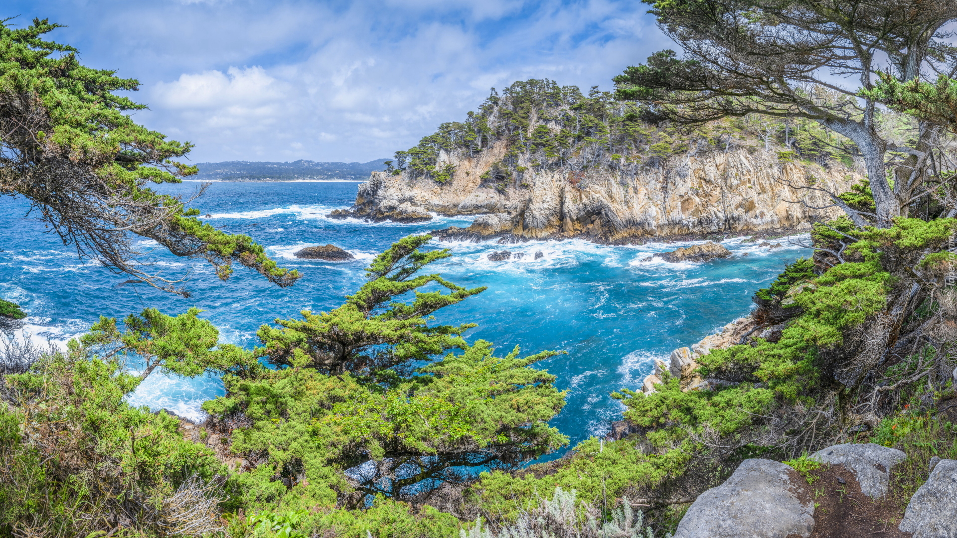 Morze, Skały, Drzewa, Rośliny, Rezerwat przyrody, Point Lobos, Kalifornia, Stany Zjednoczone
