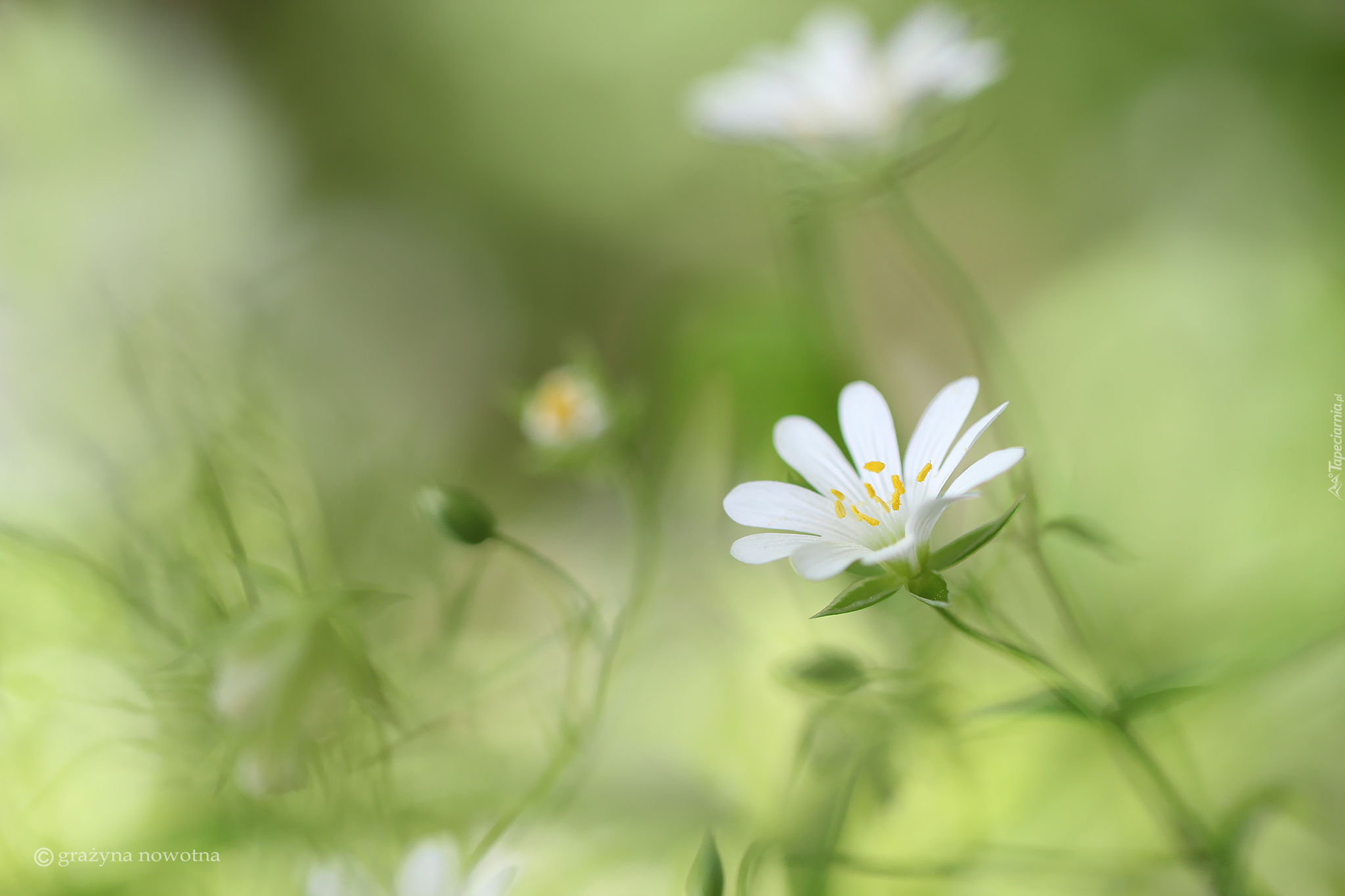 Rogownica, Biały, Kwiat, Zbliżenie