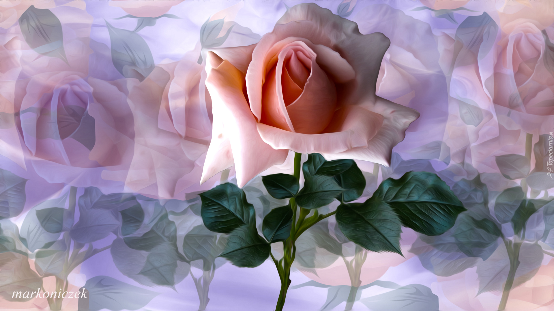 Różowa, Róża, Grafika, Kolorowe tło