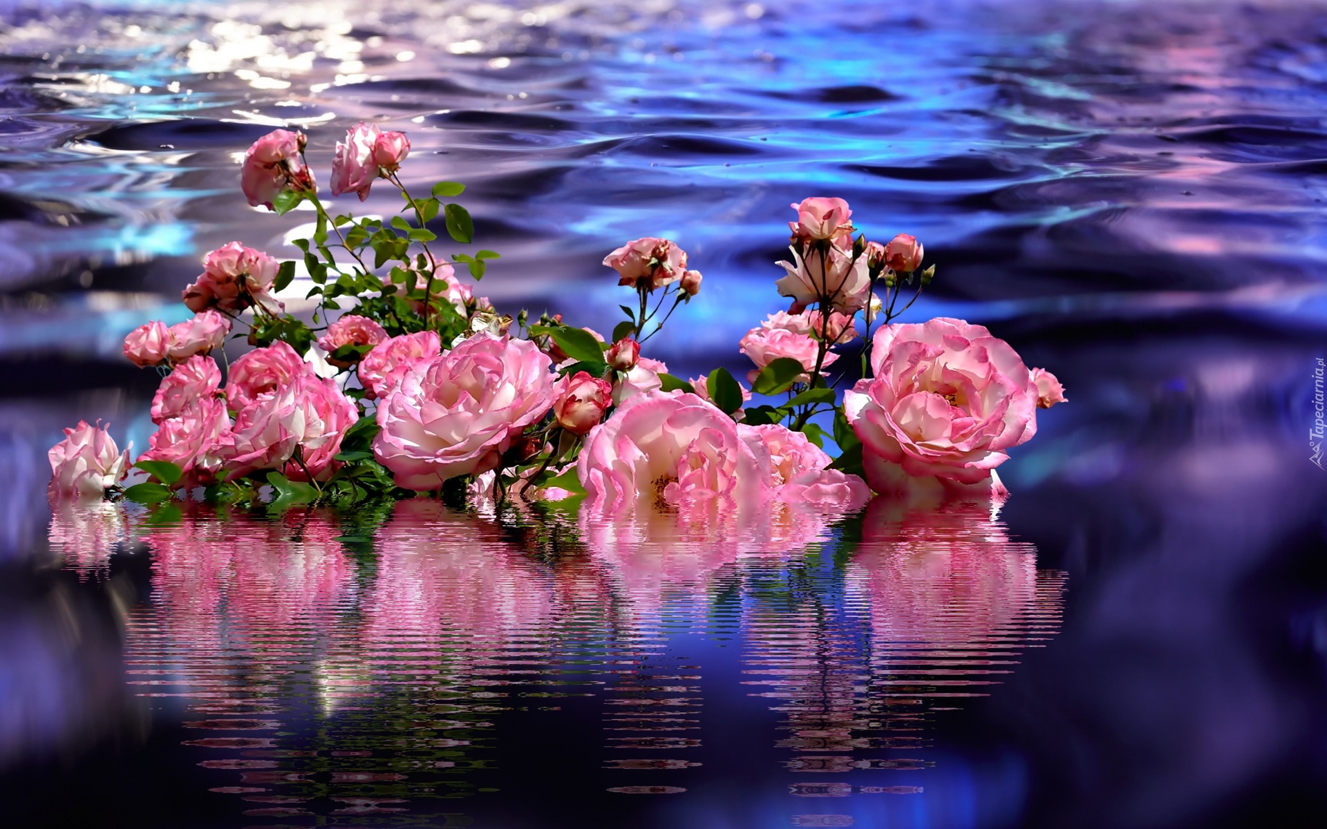Róże, Kwiaty, Woda, Odbicie, Grafika 2D