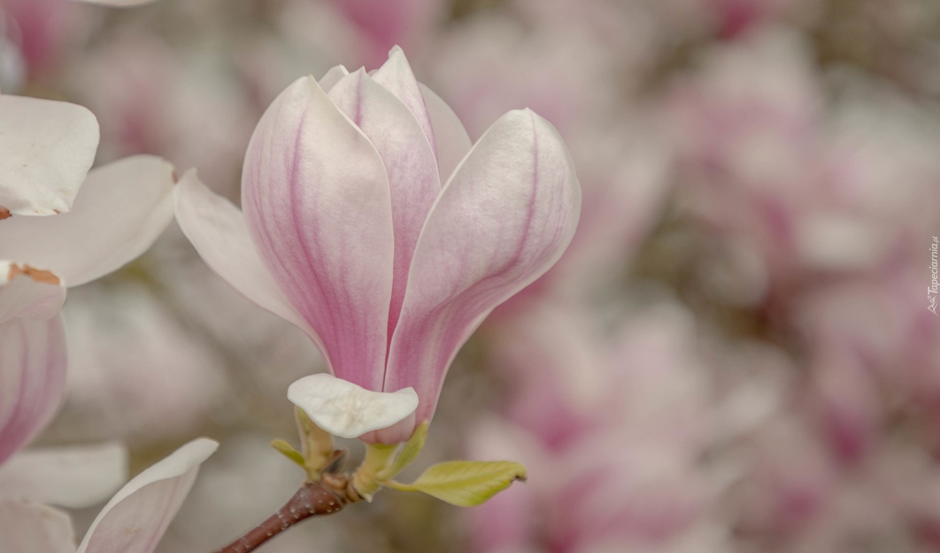 Bladoróżowy, Kwiat, Magnolia