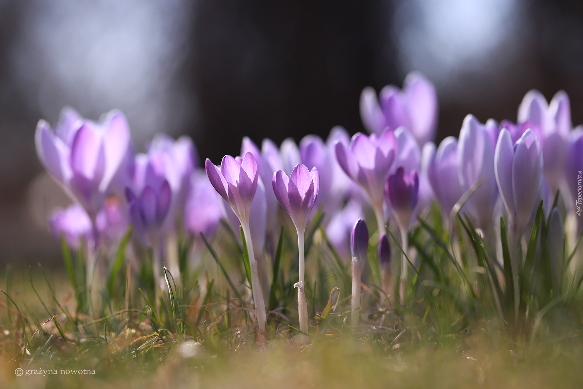 Wiosenne, Jasnofioletowe, Krokusy, Kwiaty