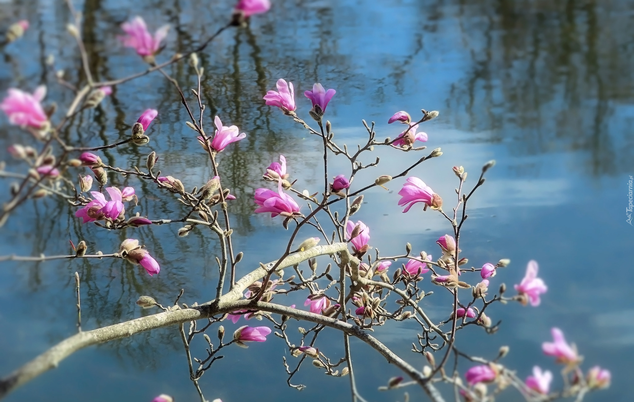 Kwiaty, Magnolia, Gałązki, Woda