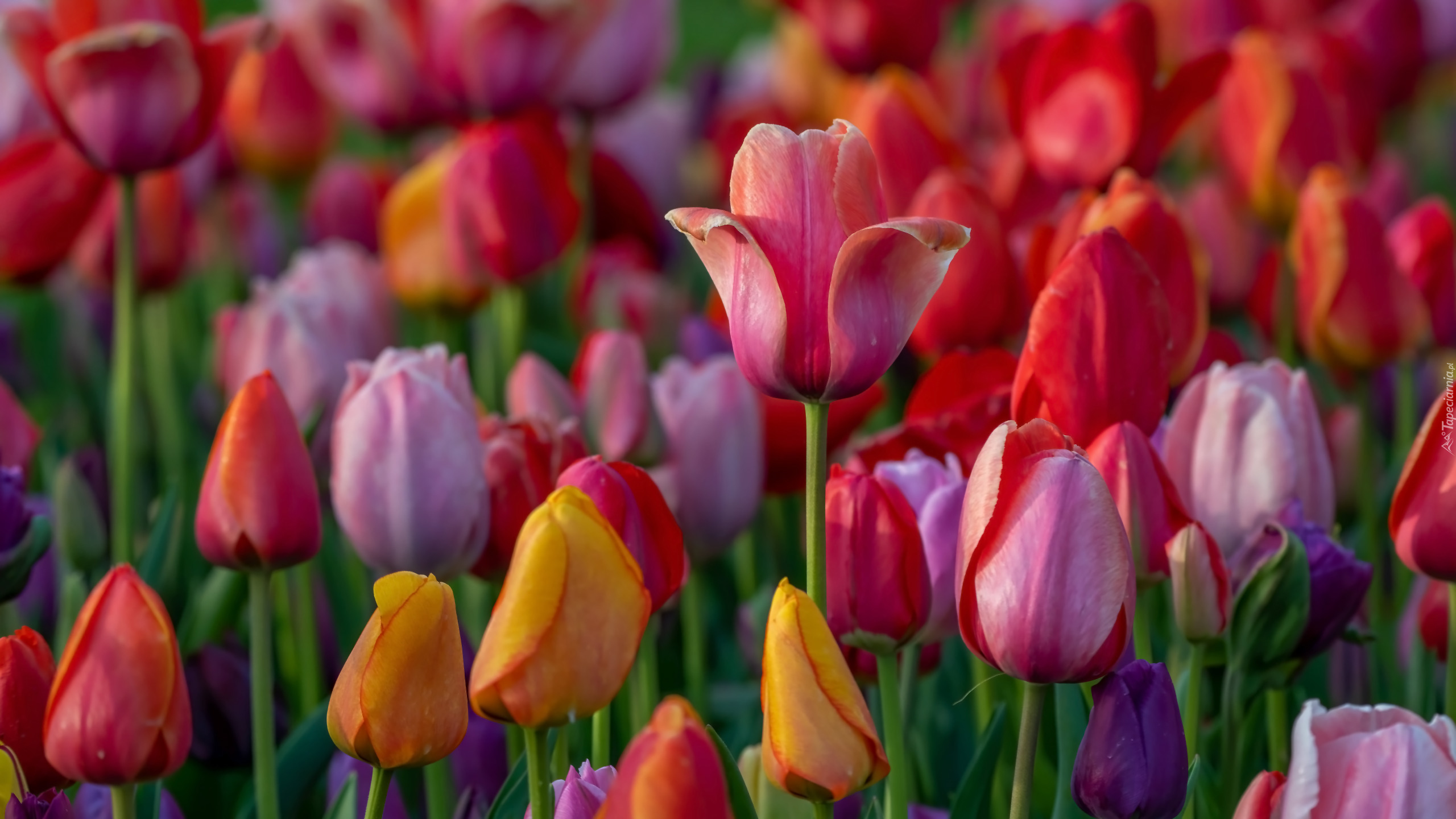 Kwiaty, Rozkwitające, Tulipany, Kolorowe