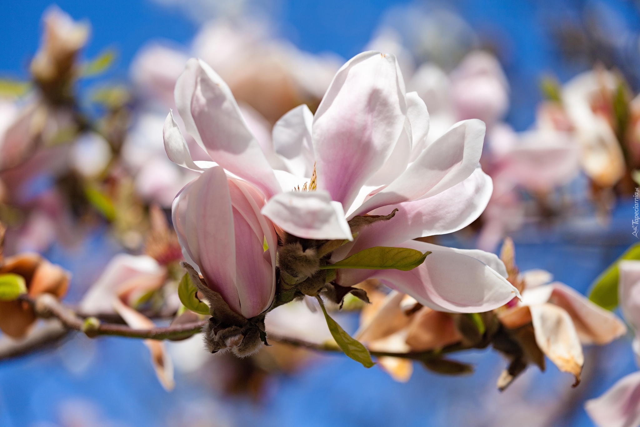 Gałązka, Kwiat, Magnolia