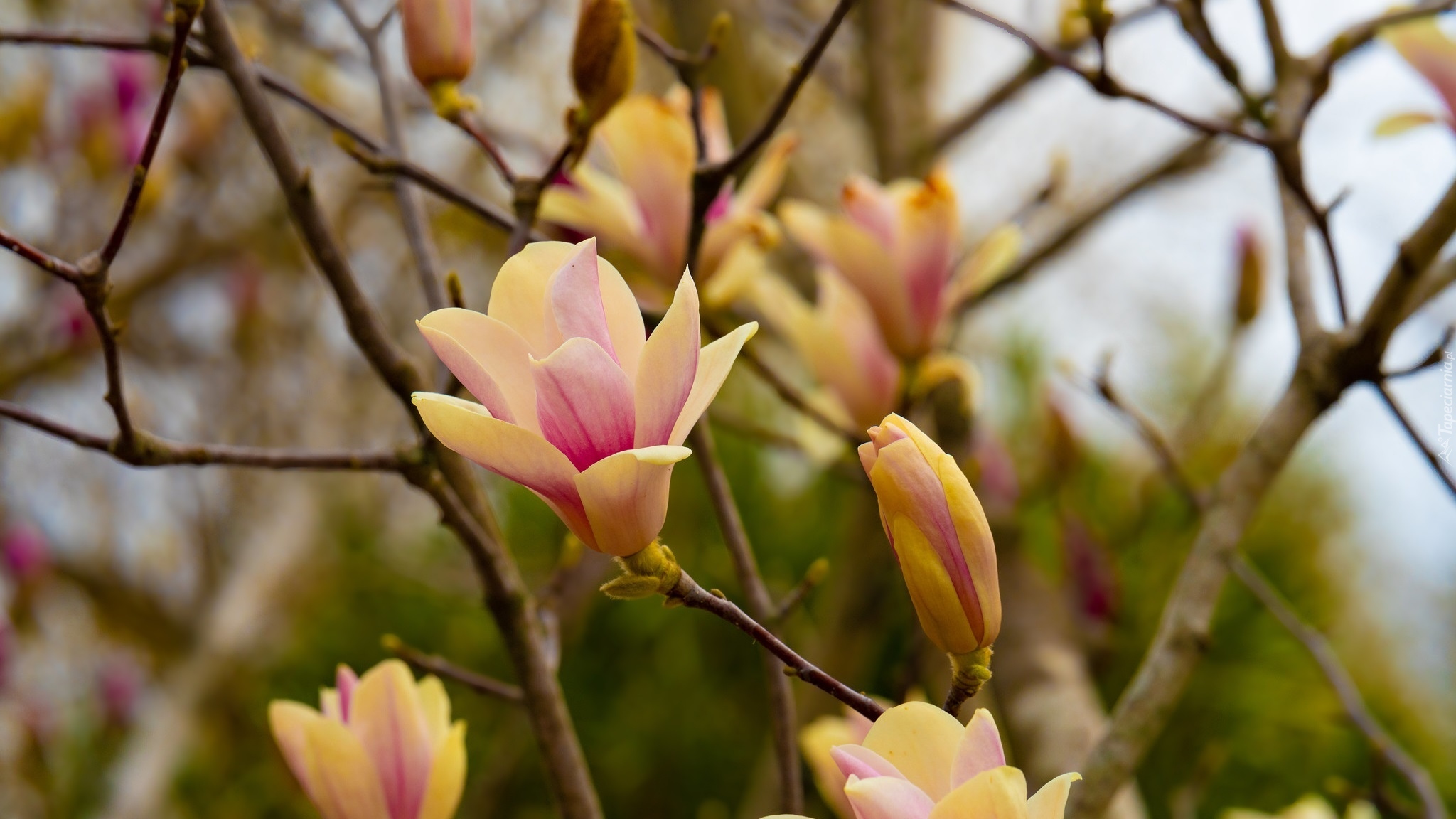 Rozkwitające, Kwiaty, Magnolia, Gałązki