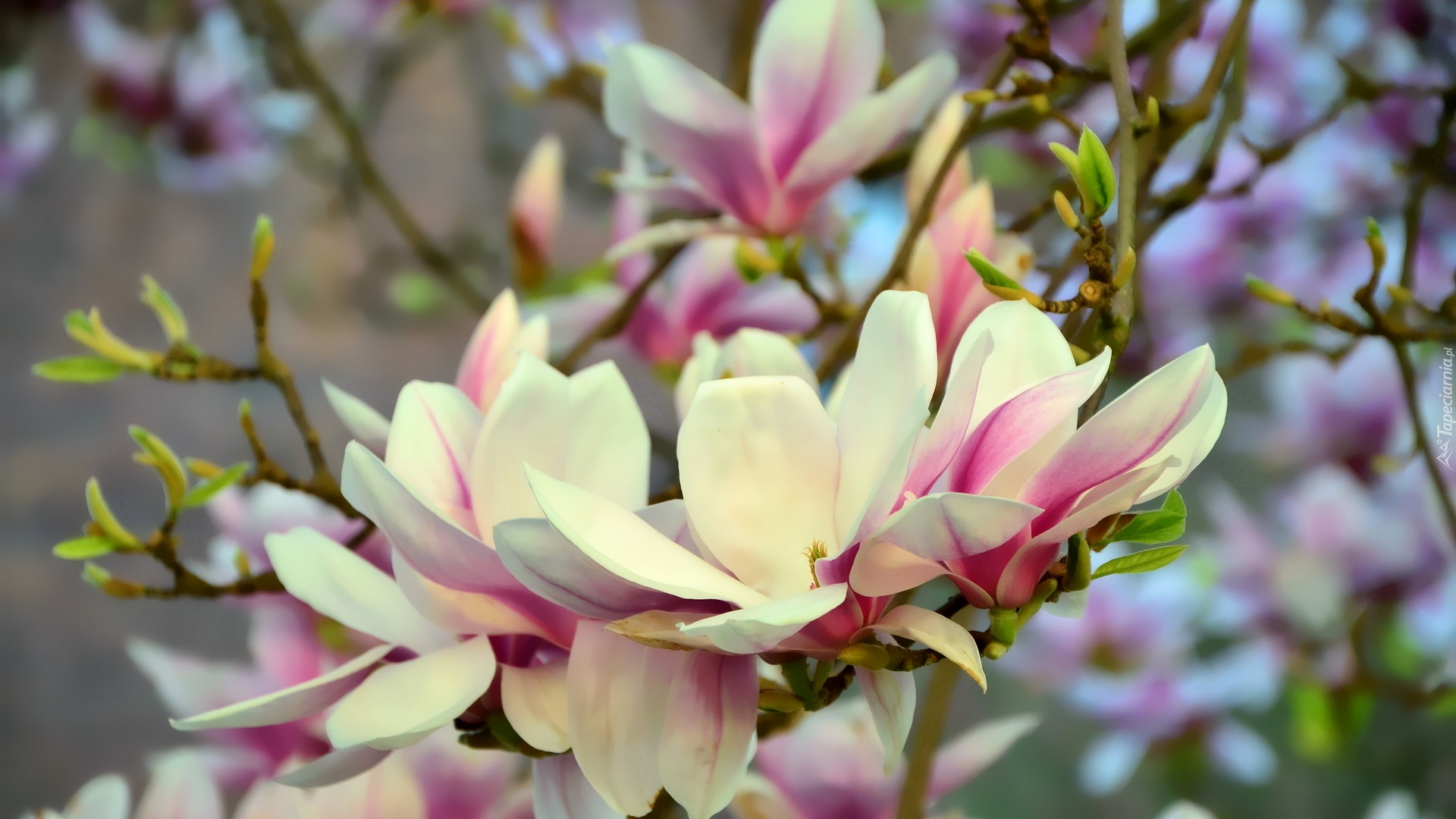 Kwitnąca, Magnolia, Jasnoróżowe, Kwiaty