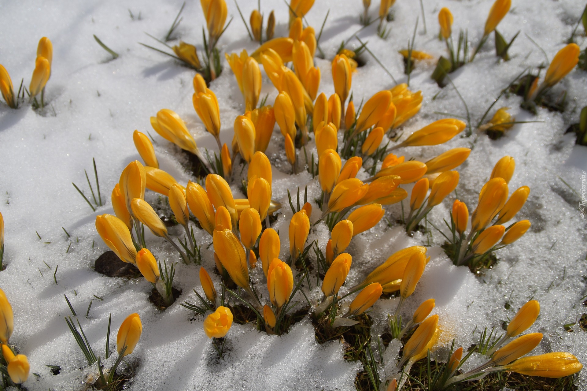 Kwiaty, Krokusy, Żółte, Śnieg