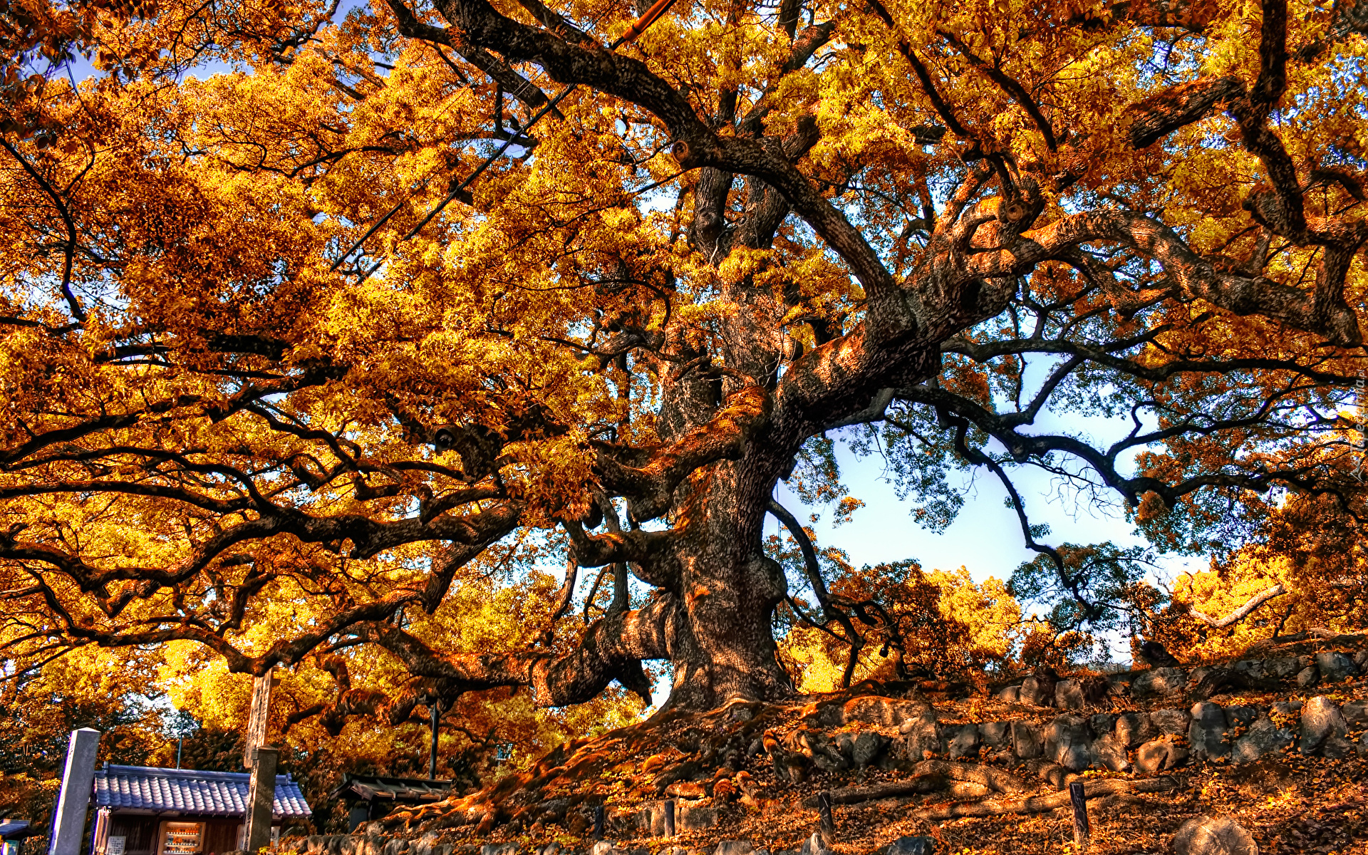 Jesień, Rozłożyste, Drzewo, Gałęzie