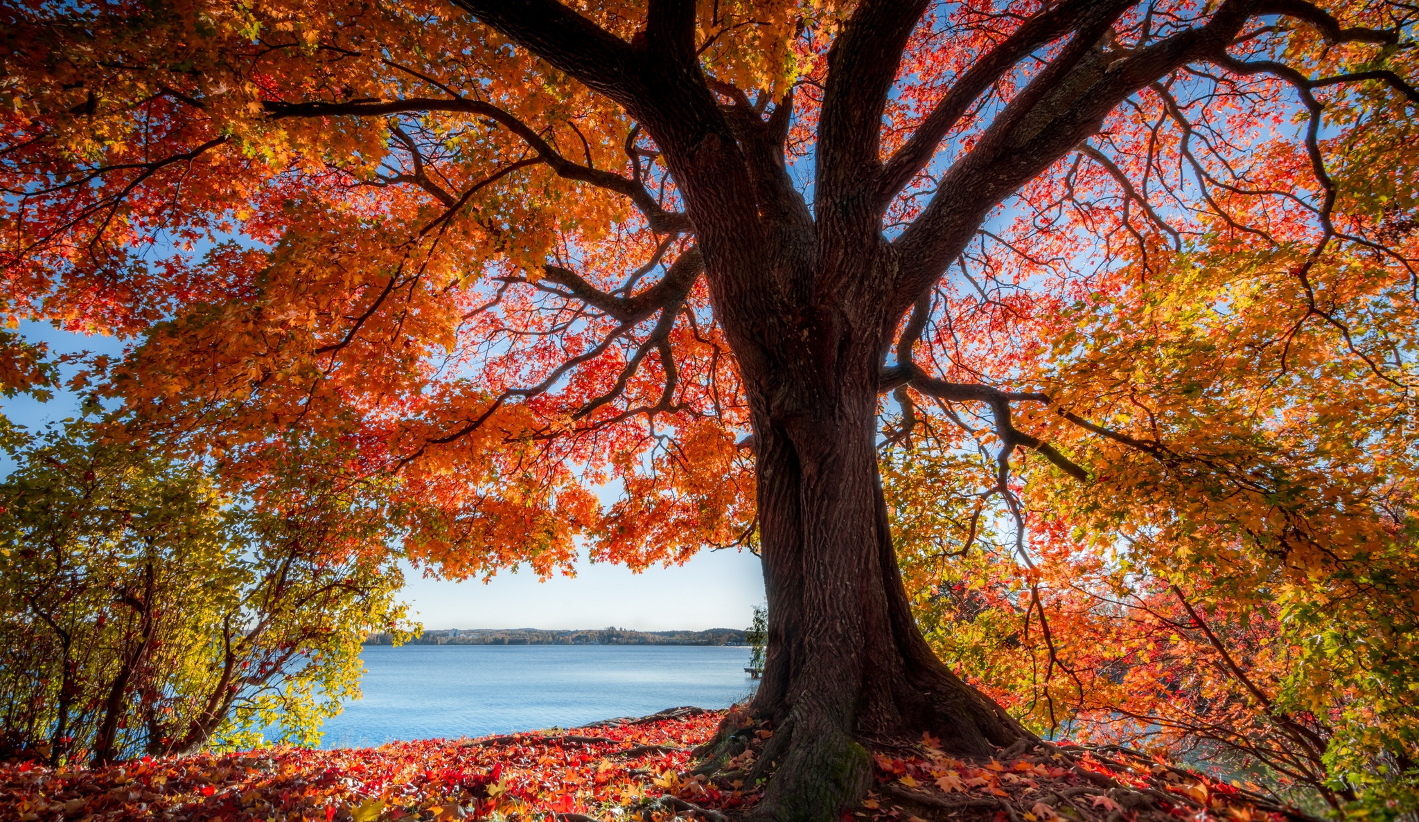 Jesień, Drzewo, Liście, Jezioro