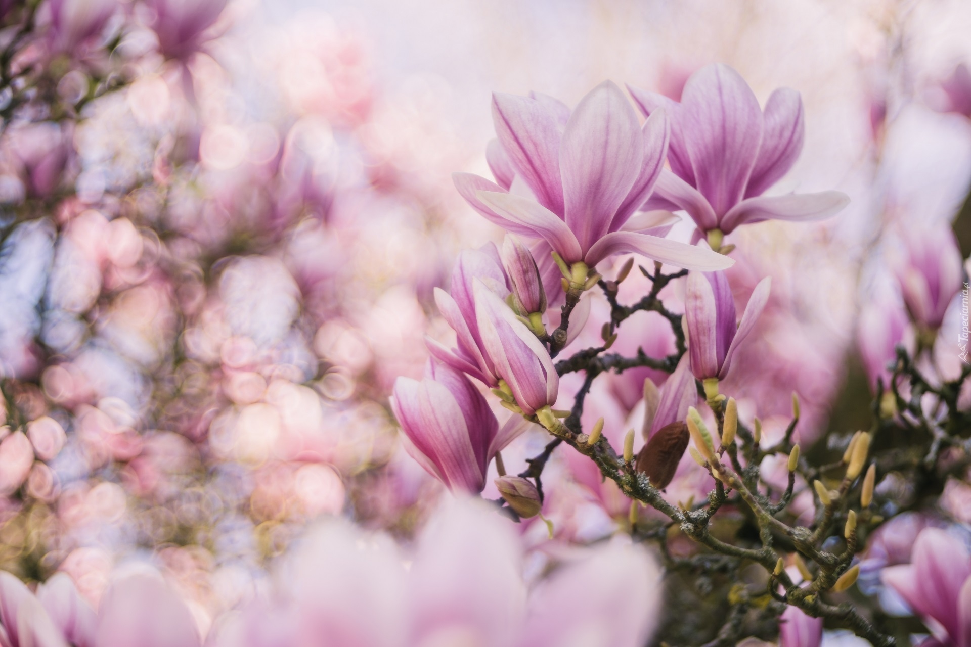 Kwiaty, Magnolia, Bokeh
