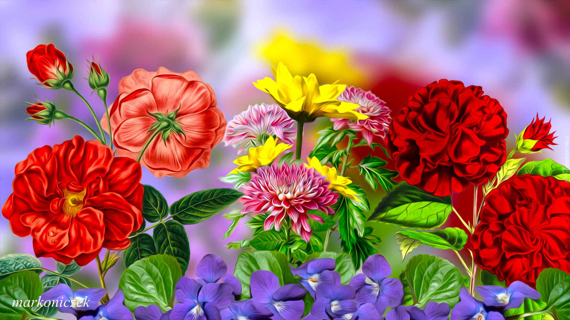 Kwiaty, Fiołki, Róże, Astry, Grafika