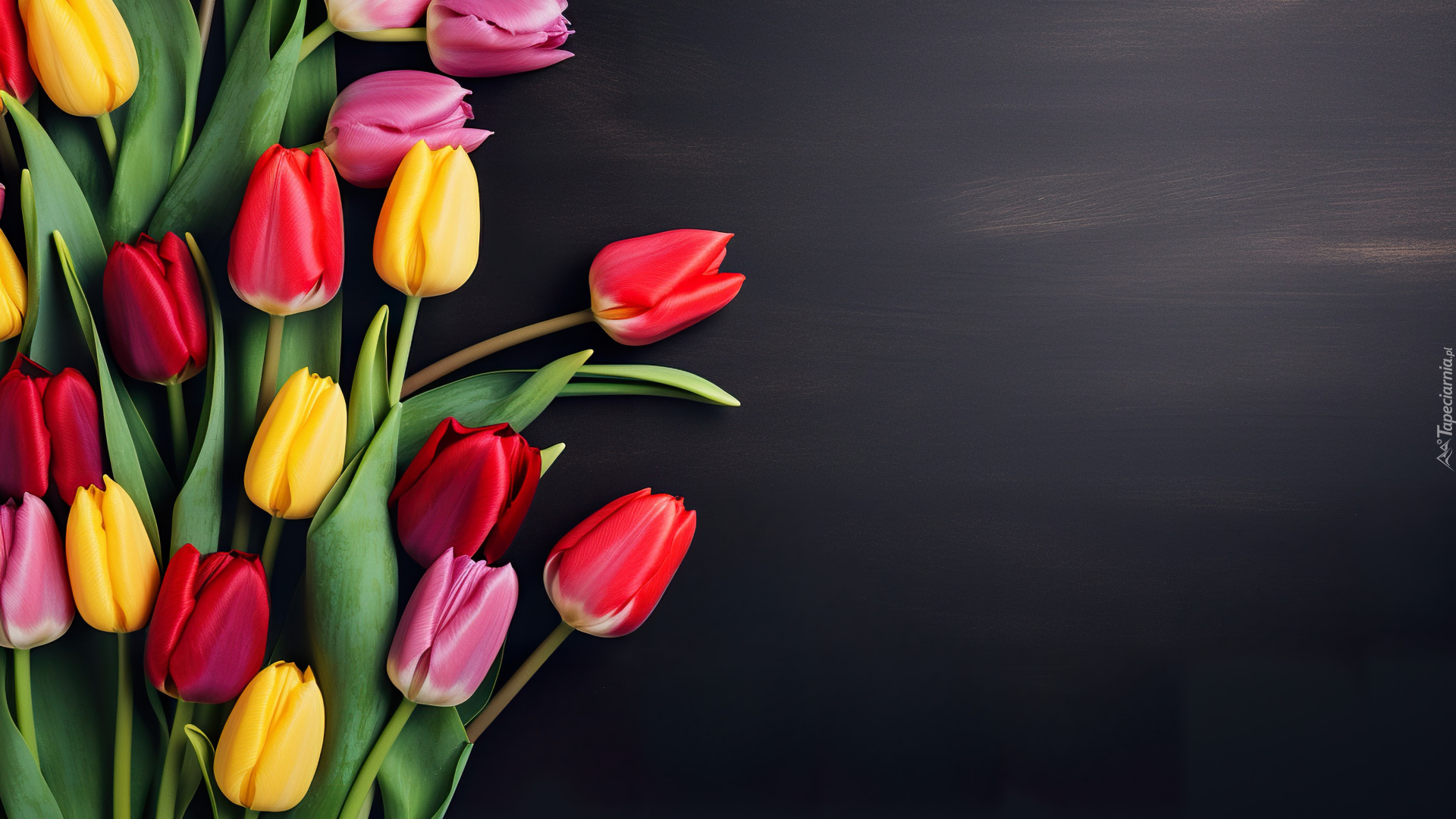 Kolorowe, Tulipany, Ciemne tło