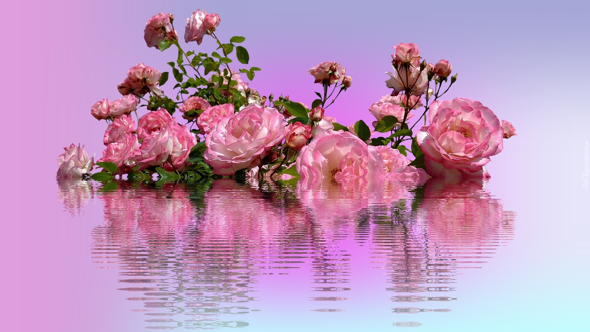 Róże, Woda, Odbicie