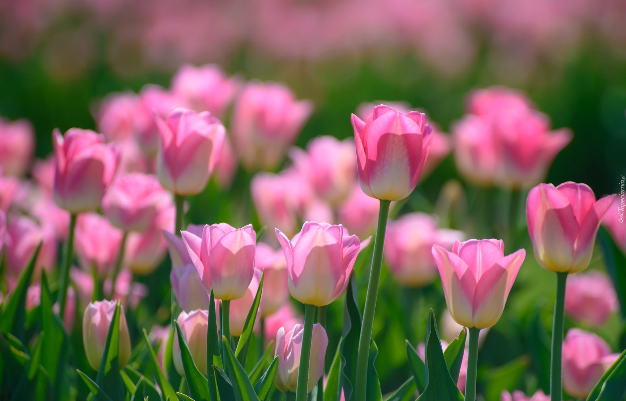 Kwiaty, Tulipany, Wiosna