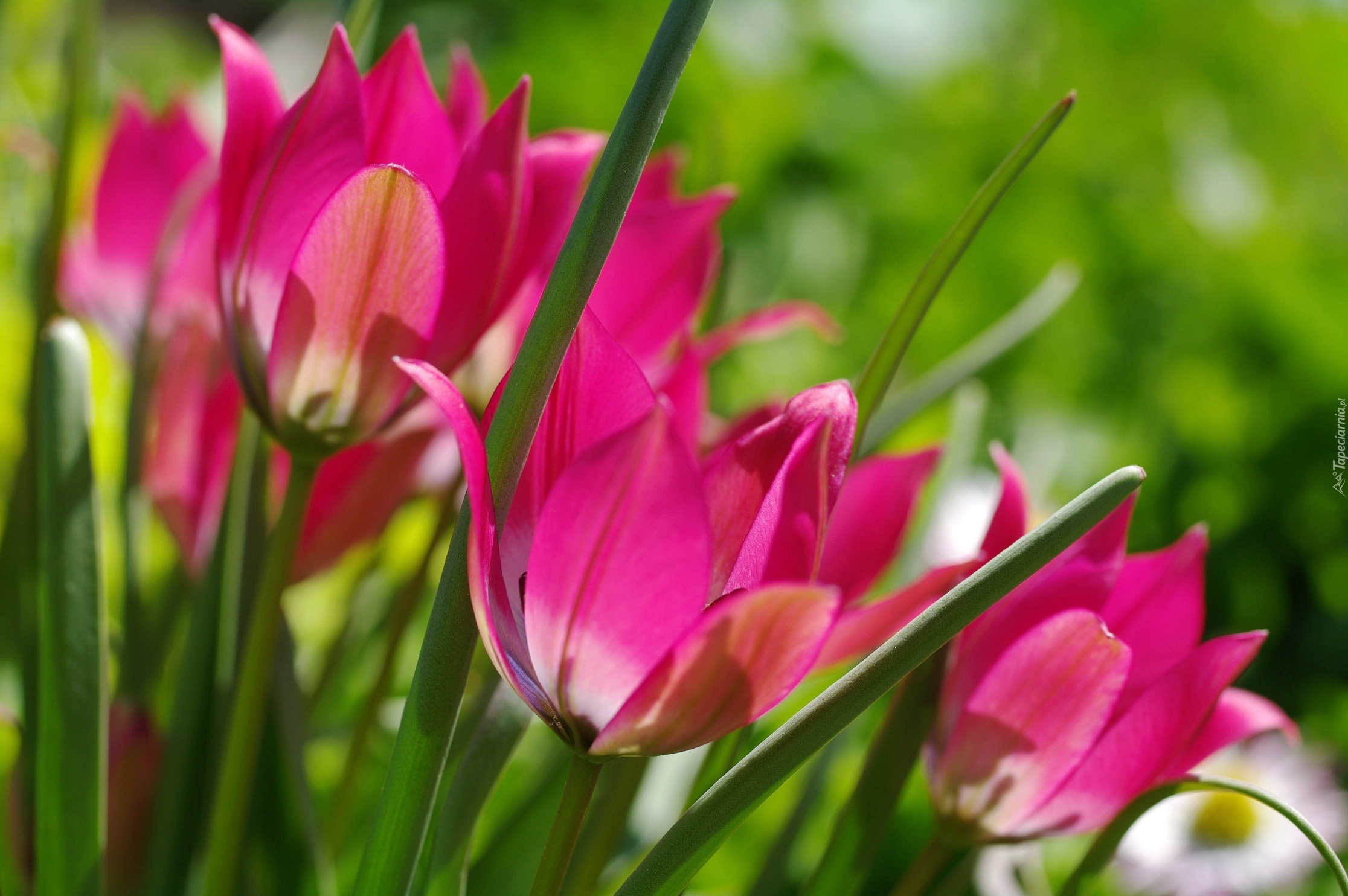 Tulipany, Różowe, Wiosna