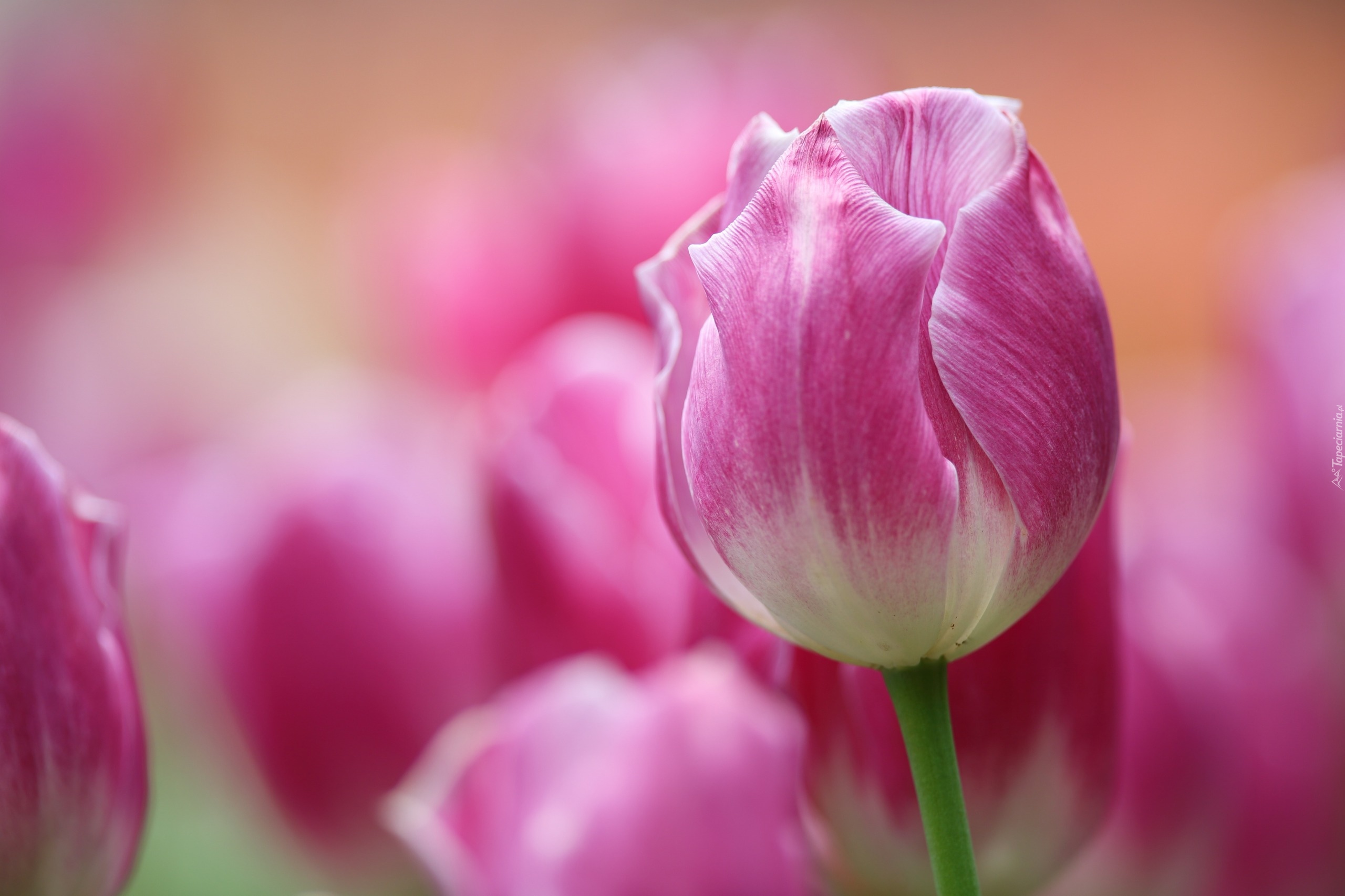 Różowo-biały, Tulipan, Rozmyte tło
