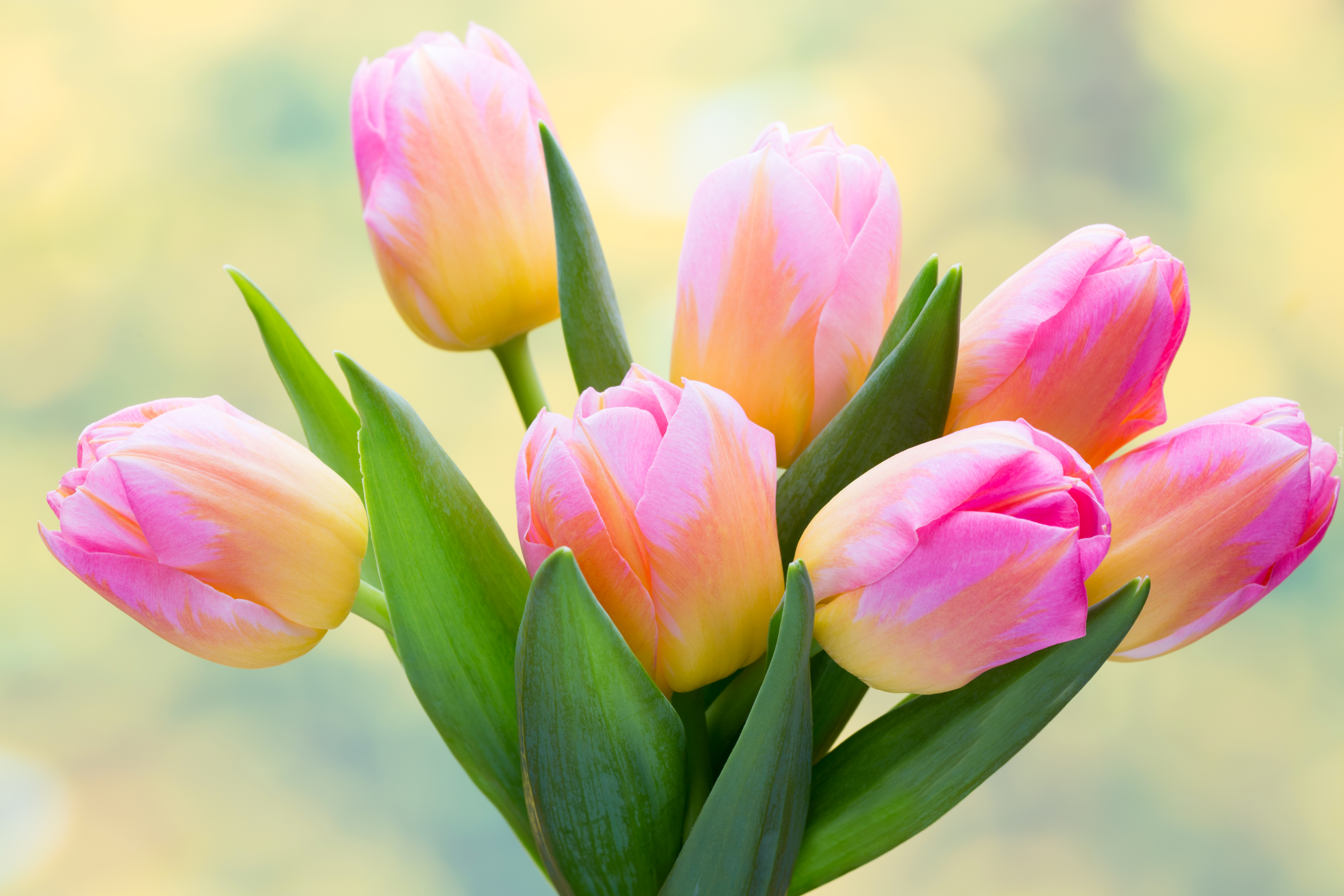 Różowo-żółte, Tulipany