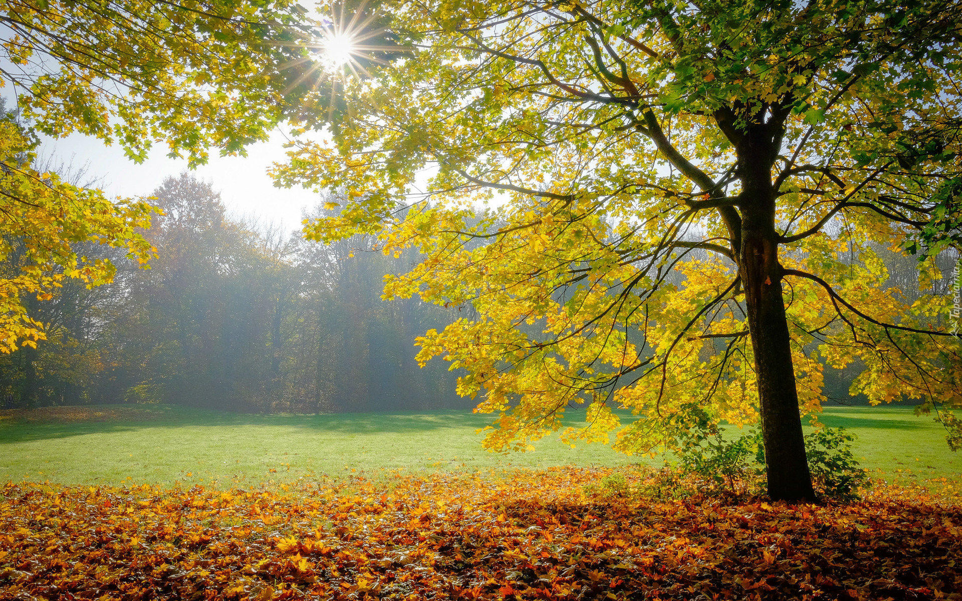 Jesień, Las, Drzewa, Polana, Liście, Promienie słońca