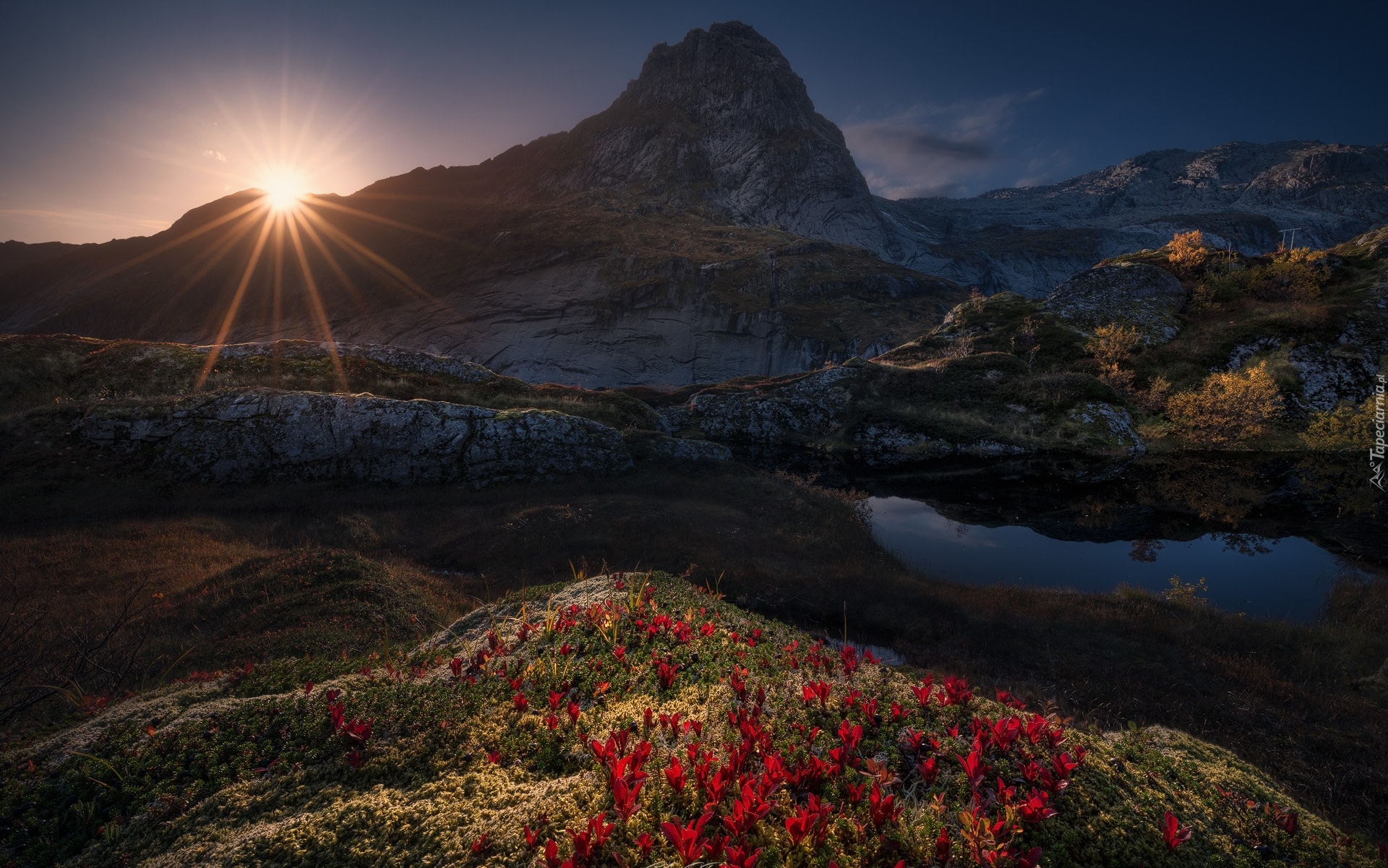 Góry, Promienie słońca, Kwiaty, Lofoty, Norwegia