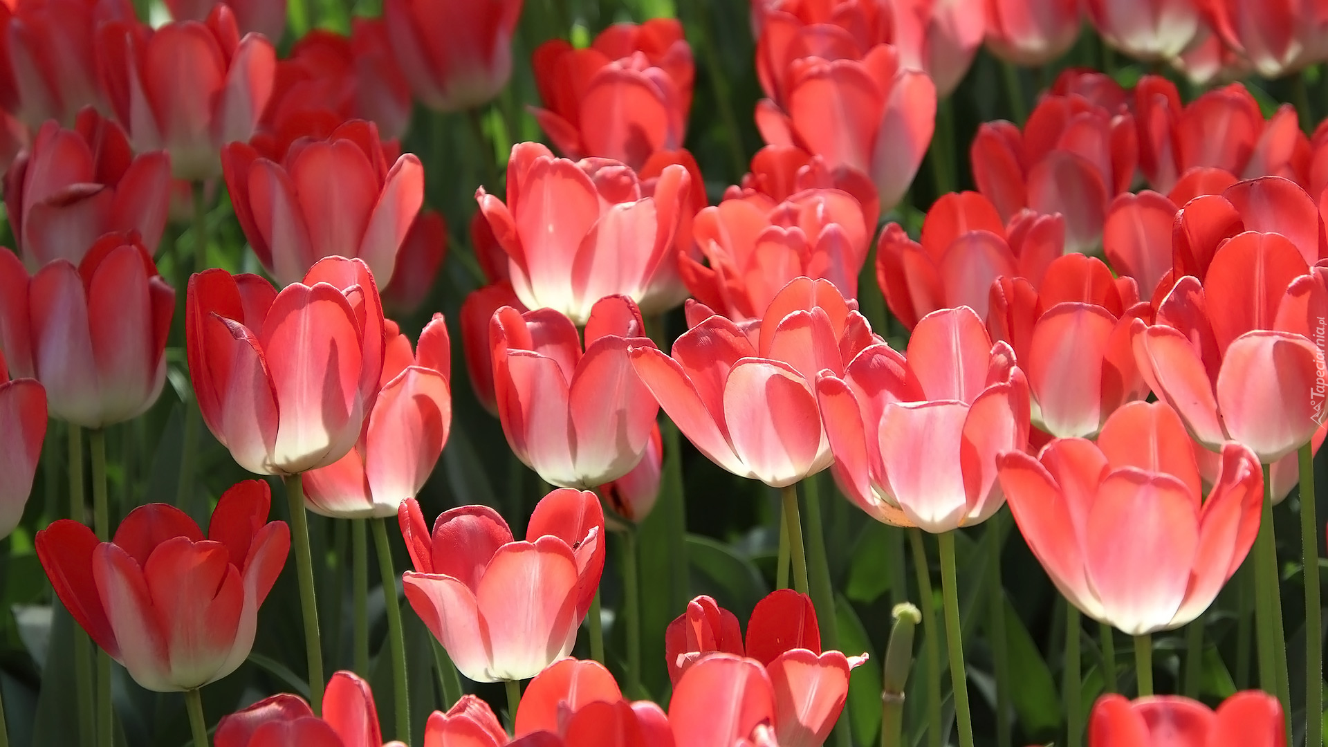 Zbliżenie, Kwiaty, Tulipany